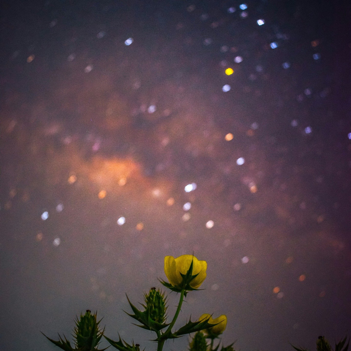 Rushing blinds you. Slowing down reveals everything. 
#flwrnapavalley #handmadebotanicalscents #smellsomethingreal