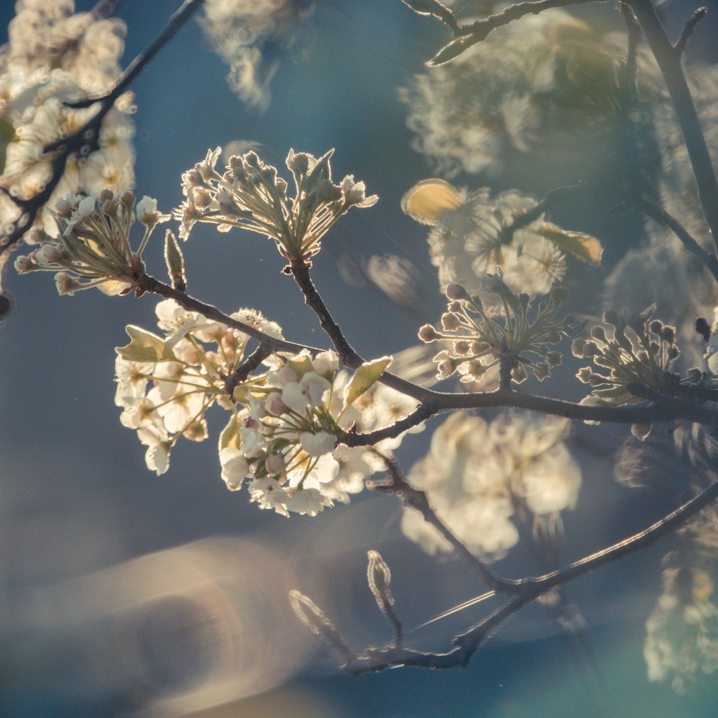 Flowers don&rsquo;t rush. They still transform.

Let scent teach you how to move through change.

#flwrnapavalley #naturalperfume #naturalperfumer #handmadebotanicalscents #smellsomethingreal