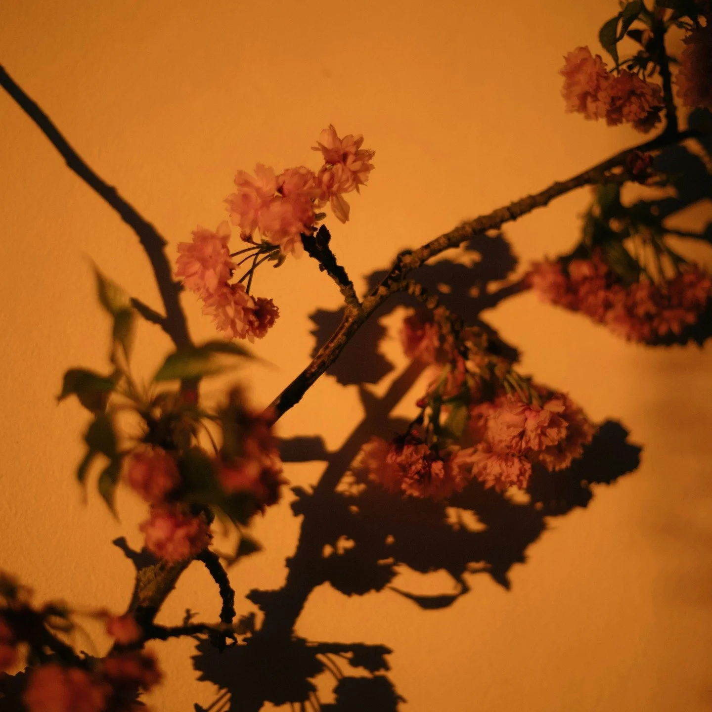 Let scent be your pause button.

Let nature remind your body how to settle.

#flwrnapavalley #naturalperfume #naturalperfumer #handmadebotanicalscents #smellsomethingreal