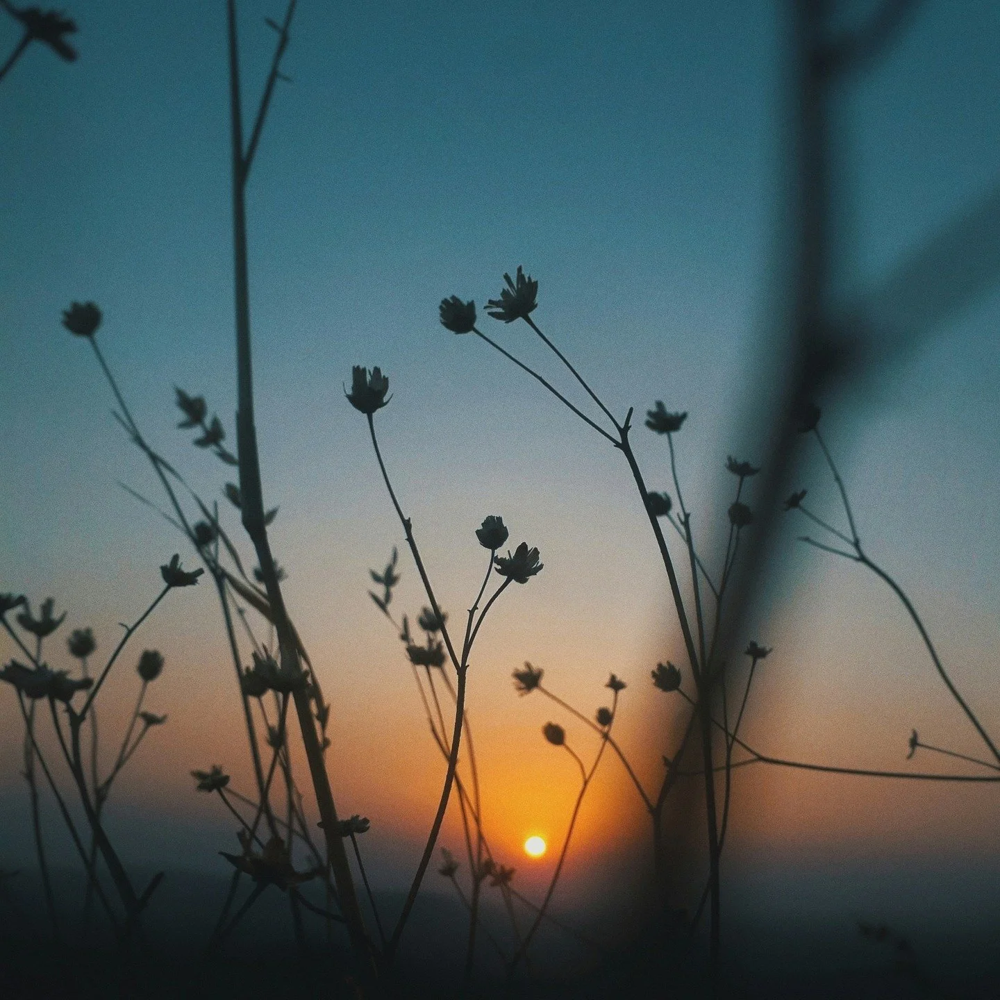 When everything moves fast, root deeper.
Speed is the theme. 
Center is the practice. 
Come back to yourself ~ again and again.

#flwrnapavalley #naturalperfume #naturalperfumer #handmadebotanicalscents #smellsomethingreal