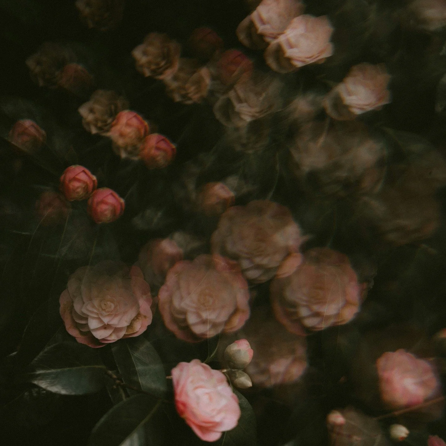 Memory isn&rsquo;t linear ~ it&rsquo;s botanical.

#flwrnapavalley #naturalperfume #naturalperfumer #handmadebotanicalscents #smellsomethingreal