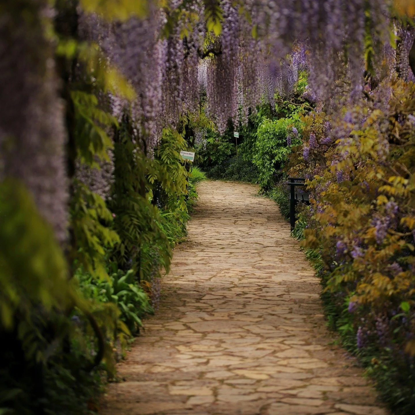 We remember places not just by sight, but by what lingered in the air around us.

#flwrnapavalley #naturalperfume #naturalperfumer #handmadebotanicalscents #smellsomethingreal