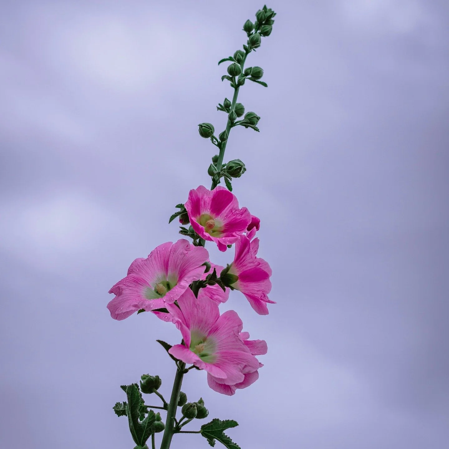 Botanical notes can repeat endlessly and still tell completely different stories.

#flwrnapavalley #naturalperfume #naturalperfumer #handmadebotanicalscents #smellsomethingreal