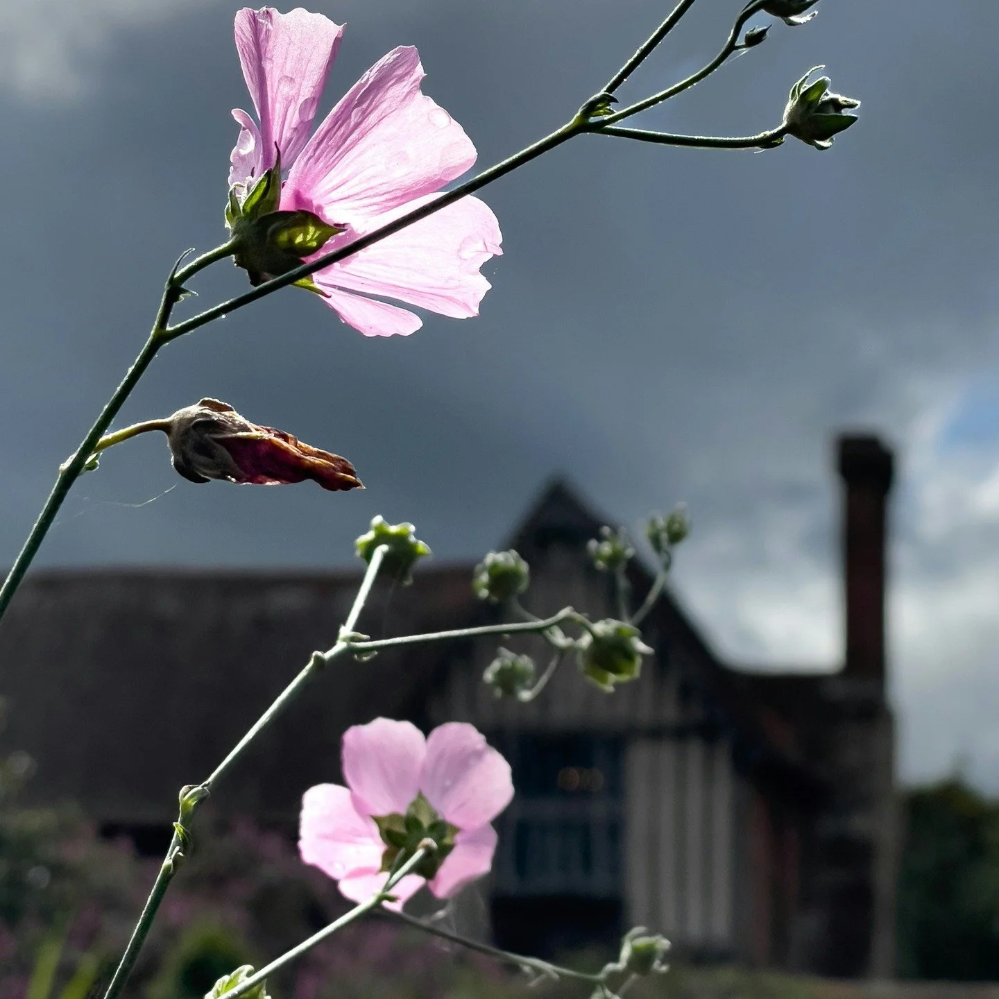The fastest way back to memory is through scent.

Ask yourself, what does home smell like to you?

#flwrnapavalley #naturalperfume #naturalperfumer #handmadebotanicalscents #smellsomethingreal