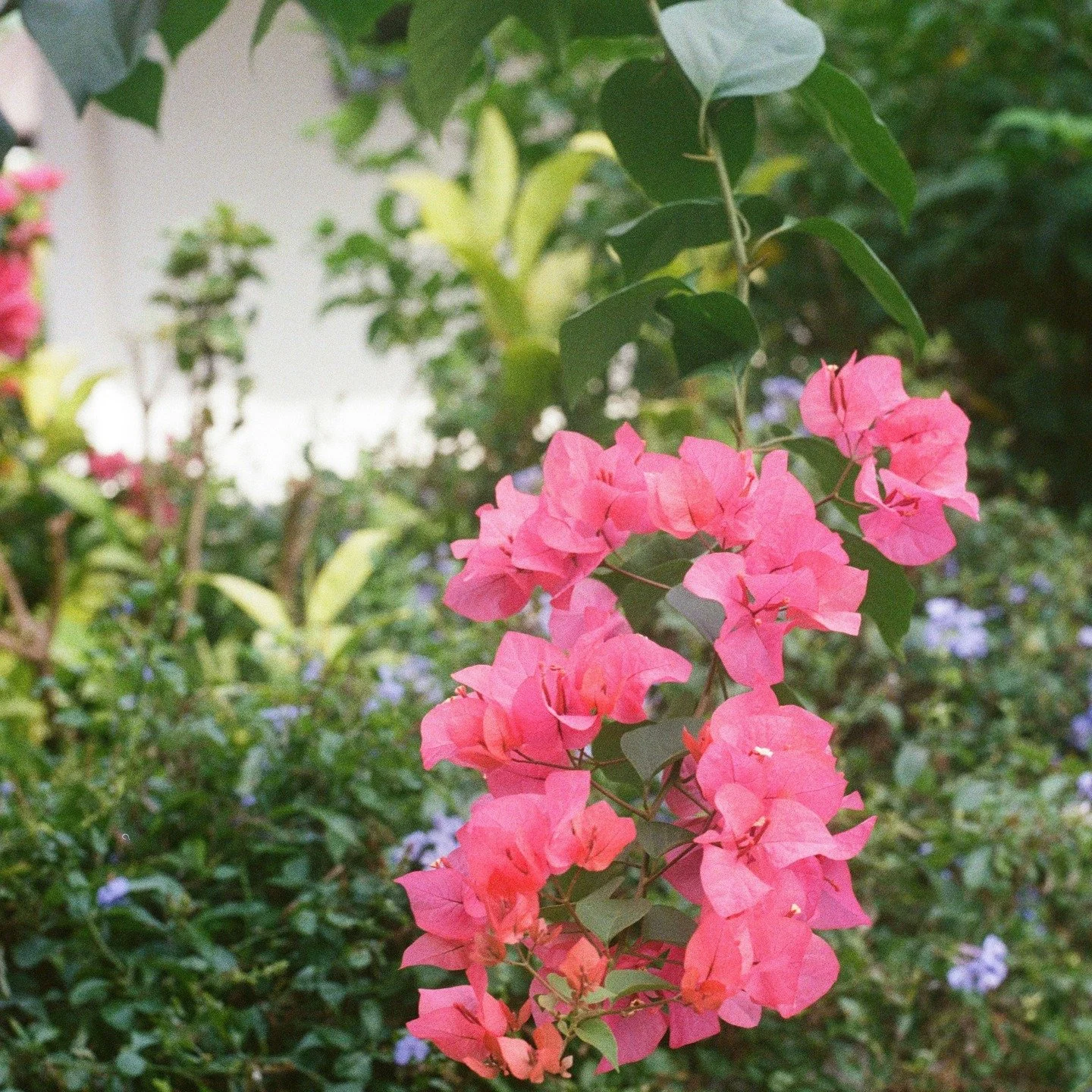 Scent doesn&rsquo;t ask you to explain. It just takes you there. 

#flwrnapavalley #naturalperfume #naturalperfumer #handmadebotanicalscents #smellsomethingreal