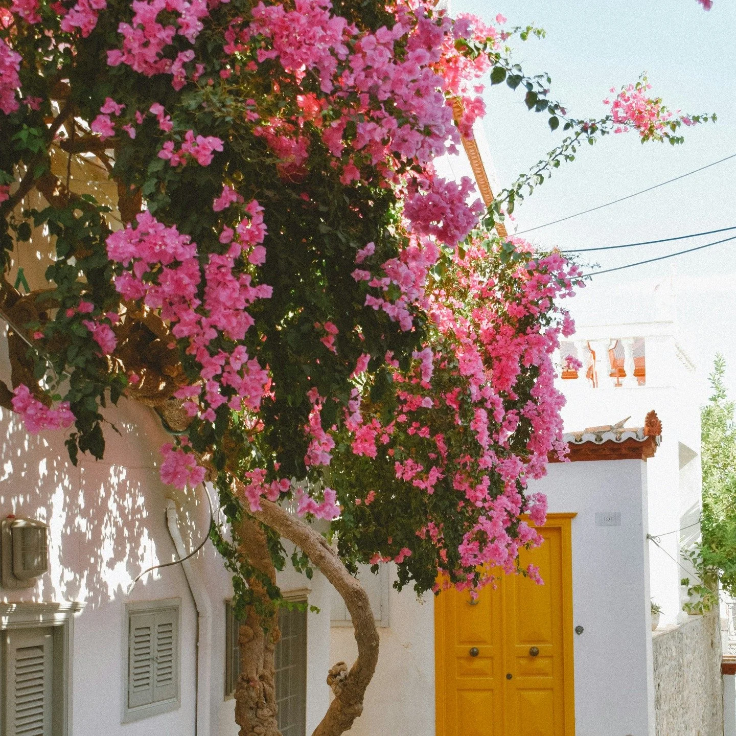 A place can live inside you. Sometimes it just needs the right notes to wake up.

#flwrnapavalley #naturalperfume #naturalperfumer #handmadebotanicalscents #smellsomethingreal