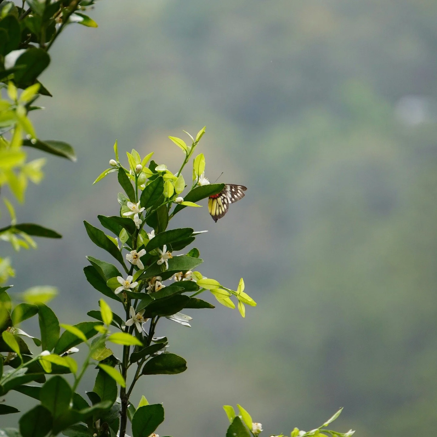 When I created Who I Am, I chose orange blossom as the center of the perfume. Orange blossoms are both floral and rich, heady. It has an underlying leathery quality to it, and it's wrapped in this citrusy orange note.

#flwrnapavalley