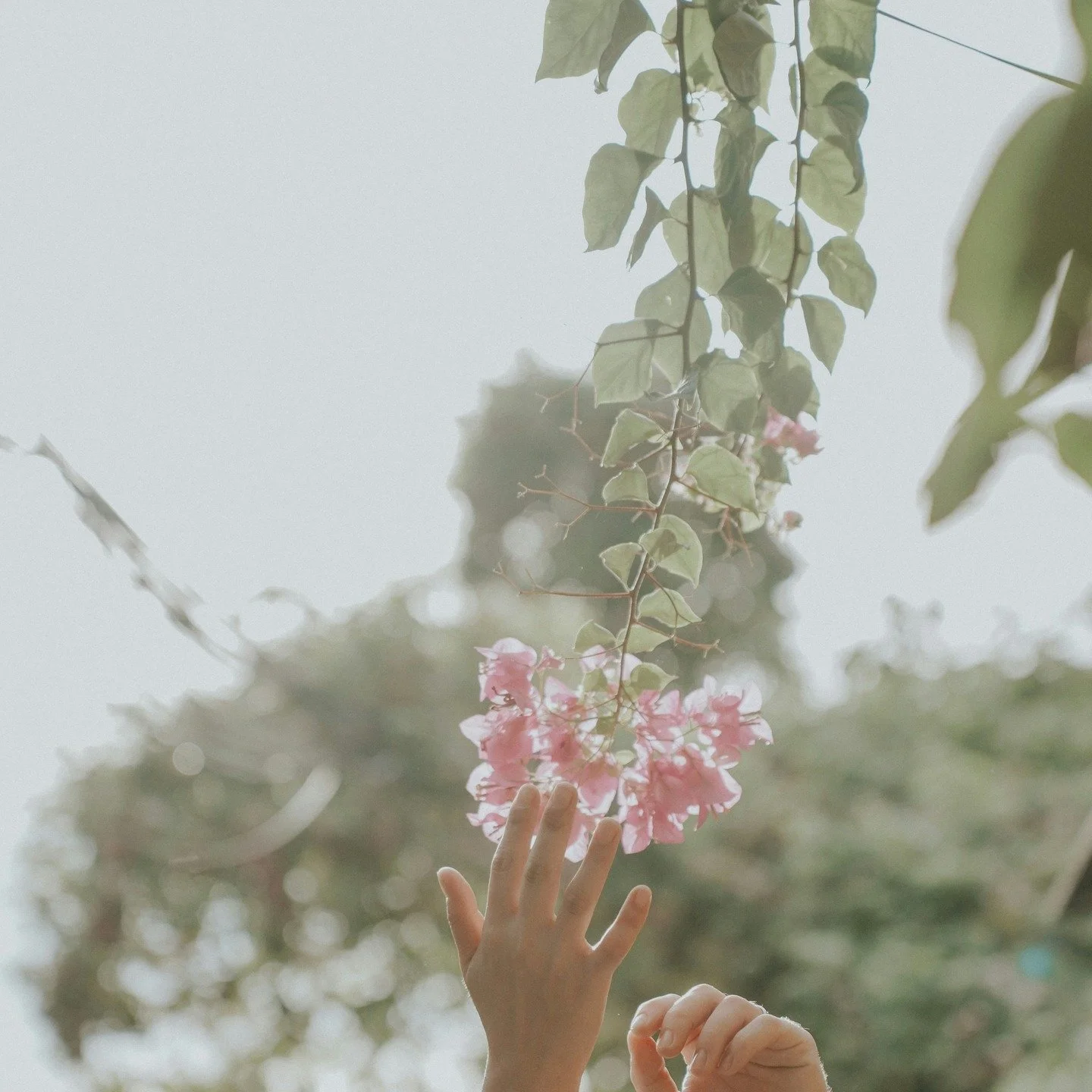 The rowdy, loud, and magical time that is spring. Plants, trees, and flowers are budding, gathering all of their energy as they prepare to burst forth in the world.

#flwrnapavalley