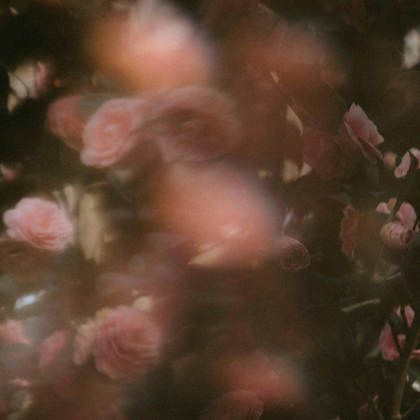 Rose Two Perfume ~ A musky, dusty rose. Subtle and diffuse. Formulated to provide support in processing emotional imbalance, stress, and traumatic experiences.

#flwrnapavalley #rosecollection