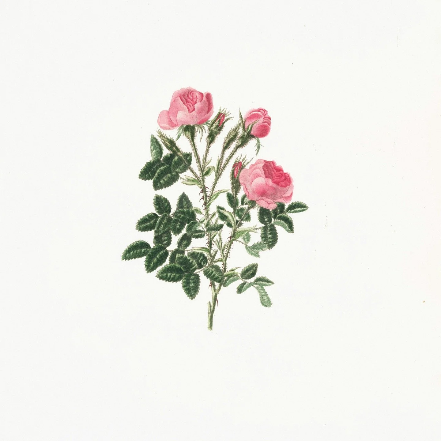 Rose Four Perfume ~ Bright citrus, rich cocoa, and spicy honeyed rose blend into a luscious scent designed to boost confidence and awaken your senses and uplift the spirit, helping you shine boldly while embracing life&rsquo;s full range of experienc