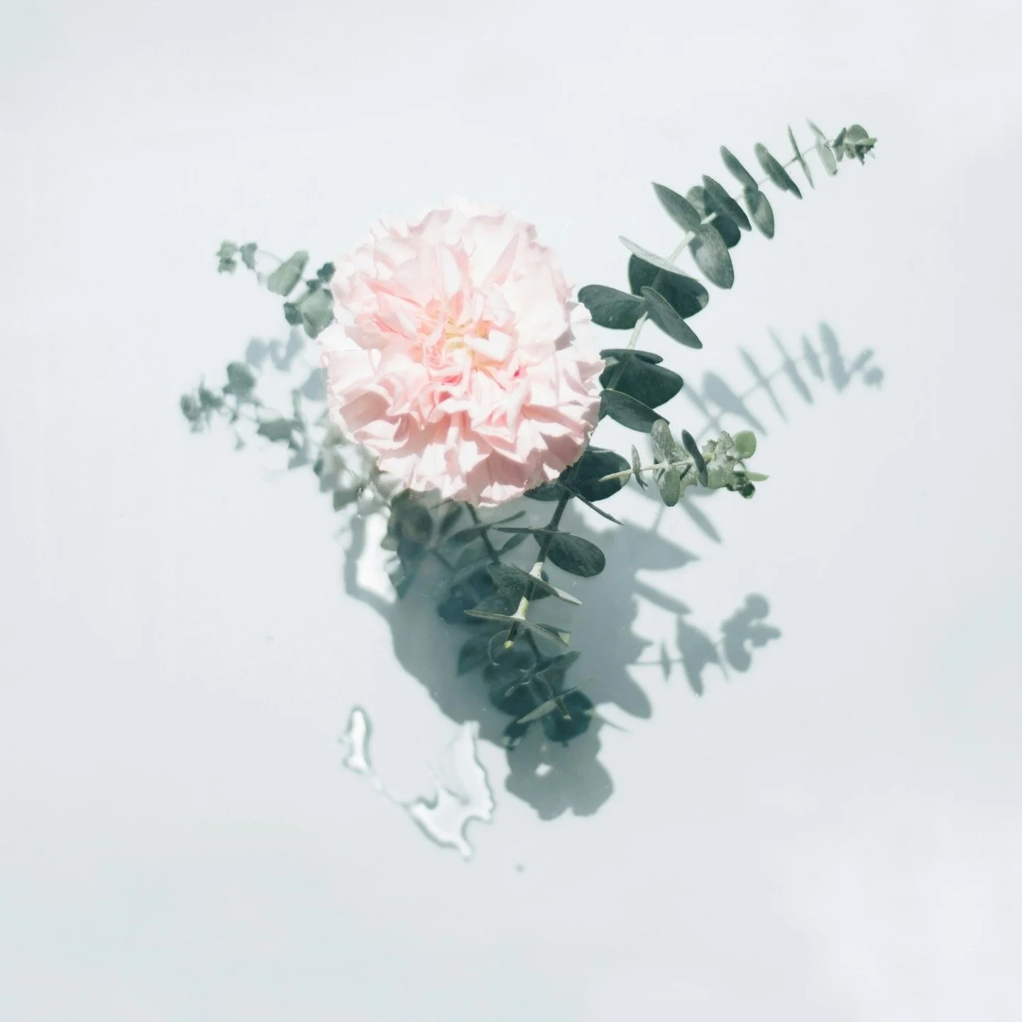 Rose Five Perfume ~ Salty, sharp, and clean, with a honeyed spice. This woody rose blends sea, air, and forest into one expansive, ethereal scent. Crafted to soften hostility and support trust, it invites loving acceptance and a sense of open, positi