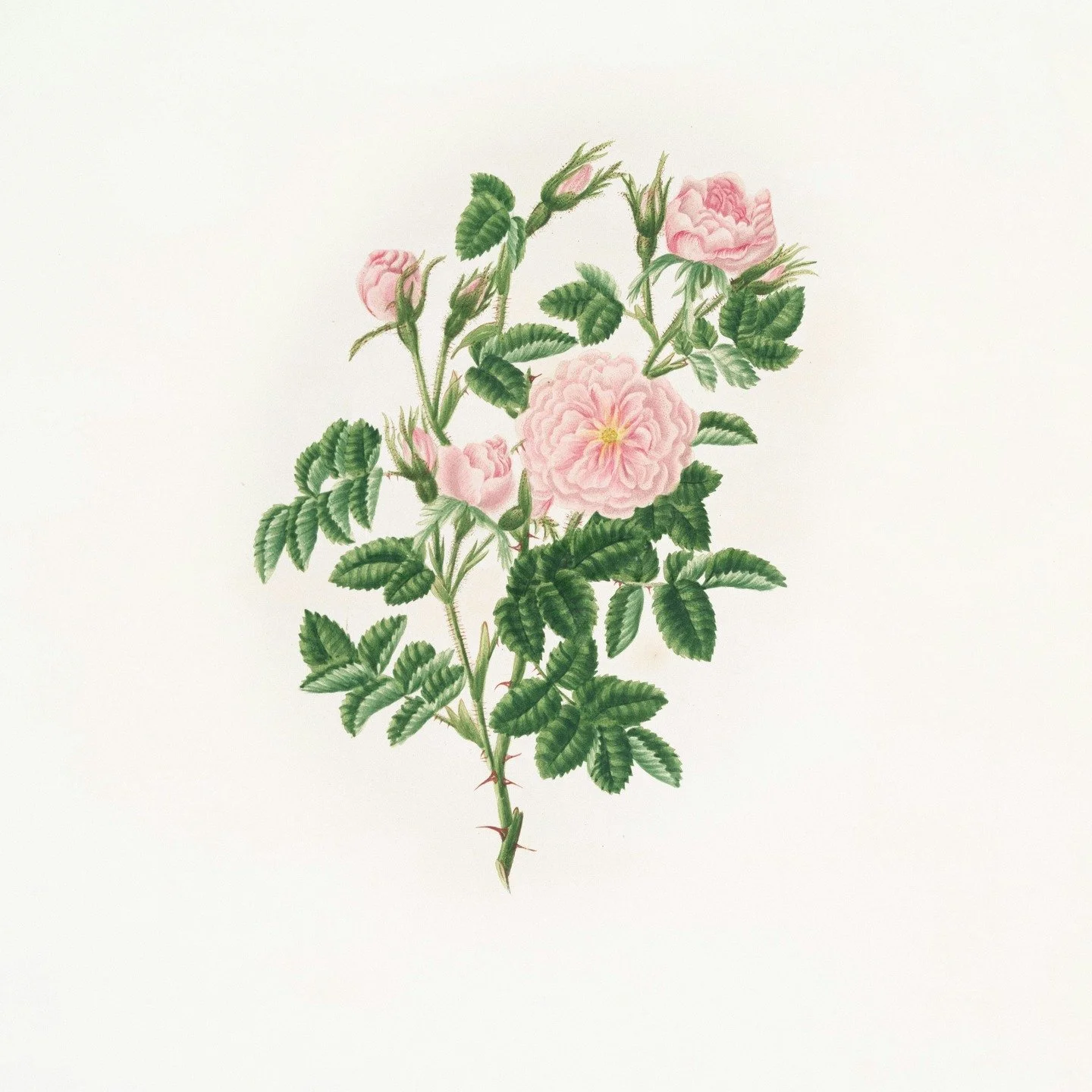 Rose Six Perfume ~ A bright, fruity white floral with citrus, honeyed rose, and soft woody notes. Crafted to inspire calm, confidence, and self-awareness, inside and out.

#flwrnapavalley #rosecollection
