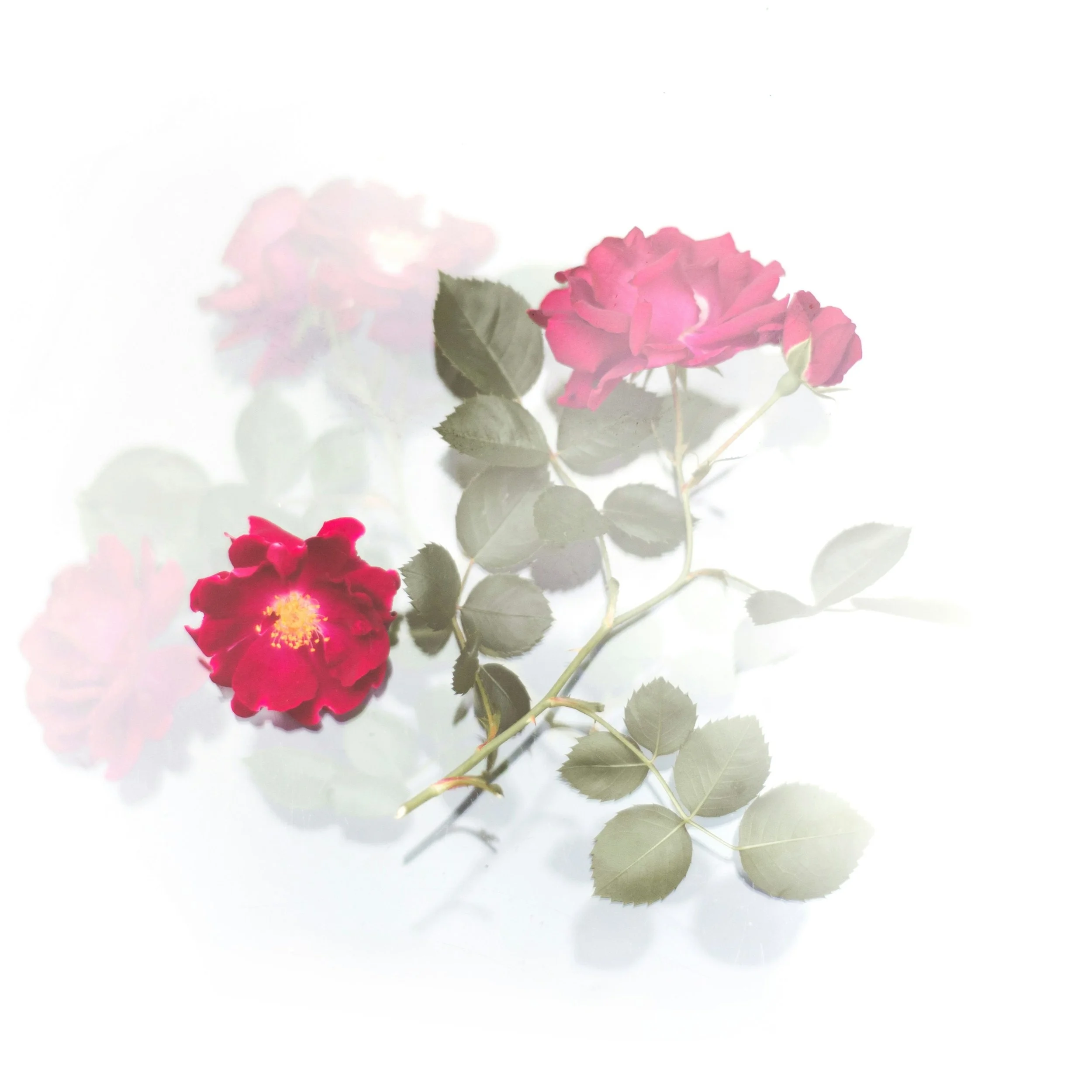 Rose Eight Perfume ~ Rose and vetiver, earthy, dewy, grounding. A smoky rose scent designed to steady you and bring clarity in a chaotic world, your gravity in a bottle.

#flwrnapavalley #rosecollection