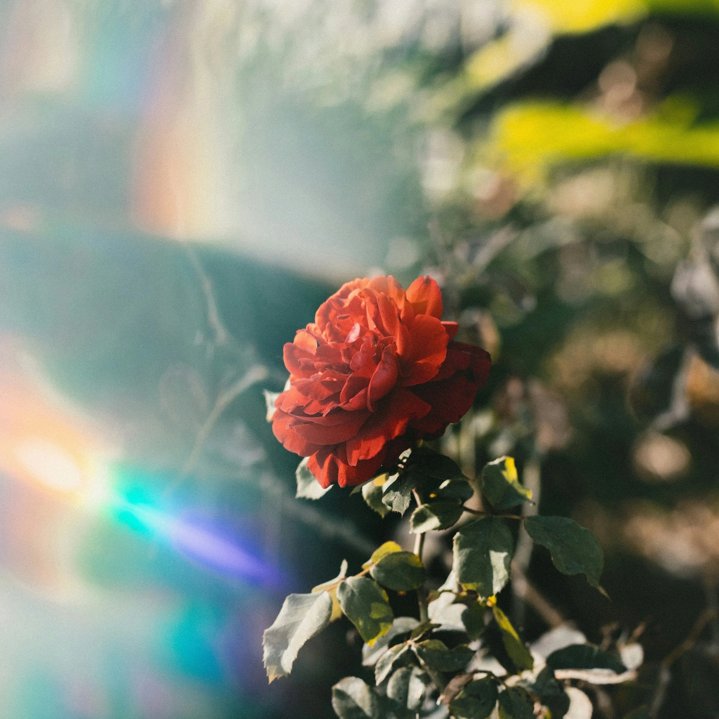 Like the rose, no two of the scents are alike. 

Each fragrance in the Rose Collection carries its own unique olfactory signature, while sharing a common spicy, honeyed, &ldquo;rosey&rdquo; thread.

#flwrnapavalley #rosecollection