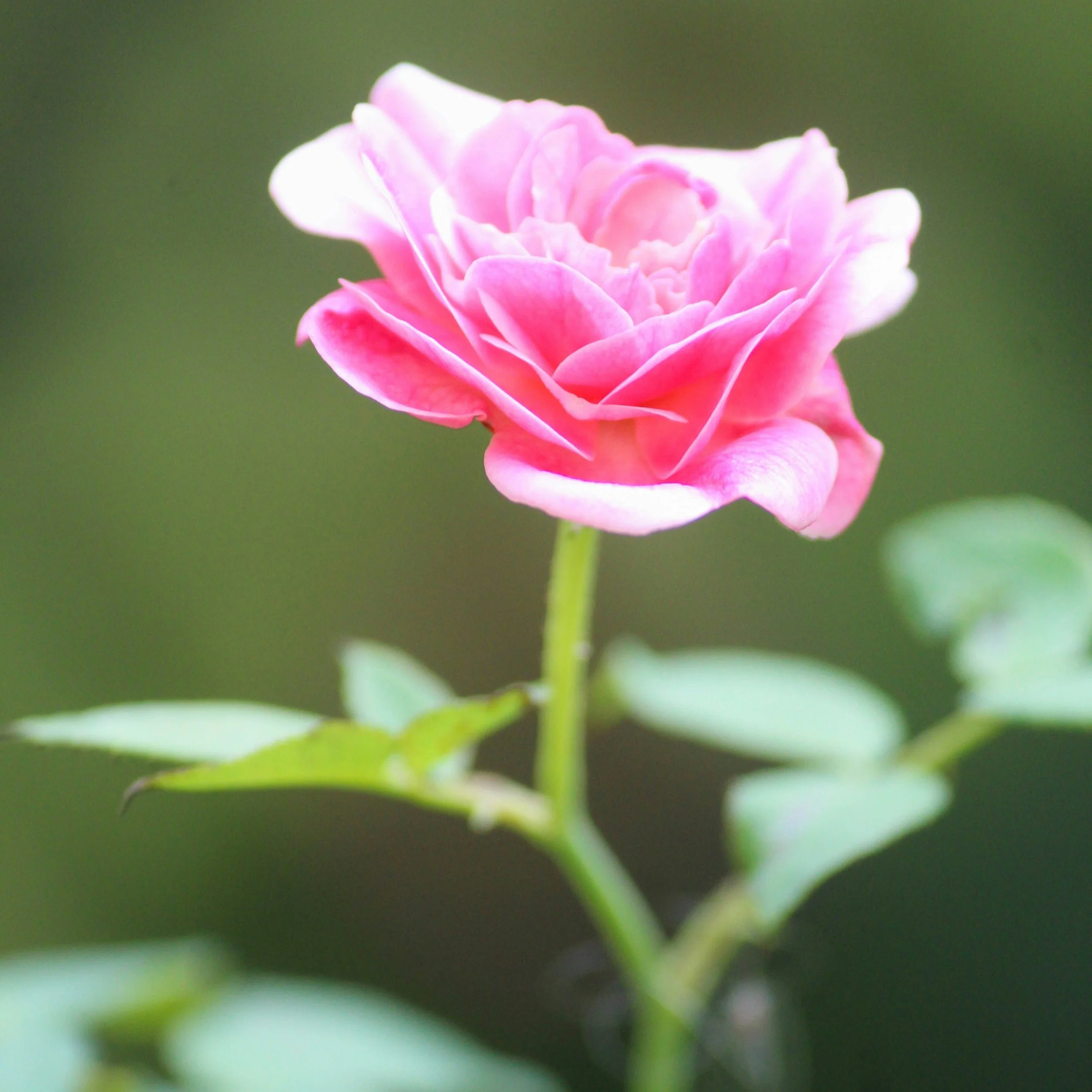 The Rose Collection features lightly scented oils that represent the beautiful and unique olfactory signatures of individual roses.

#flwrnapavalley #rosecollection