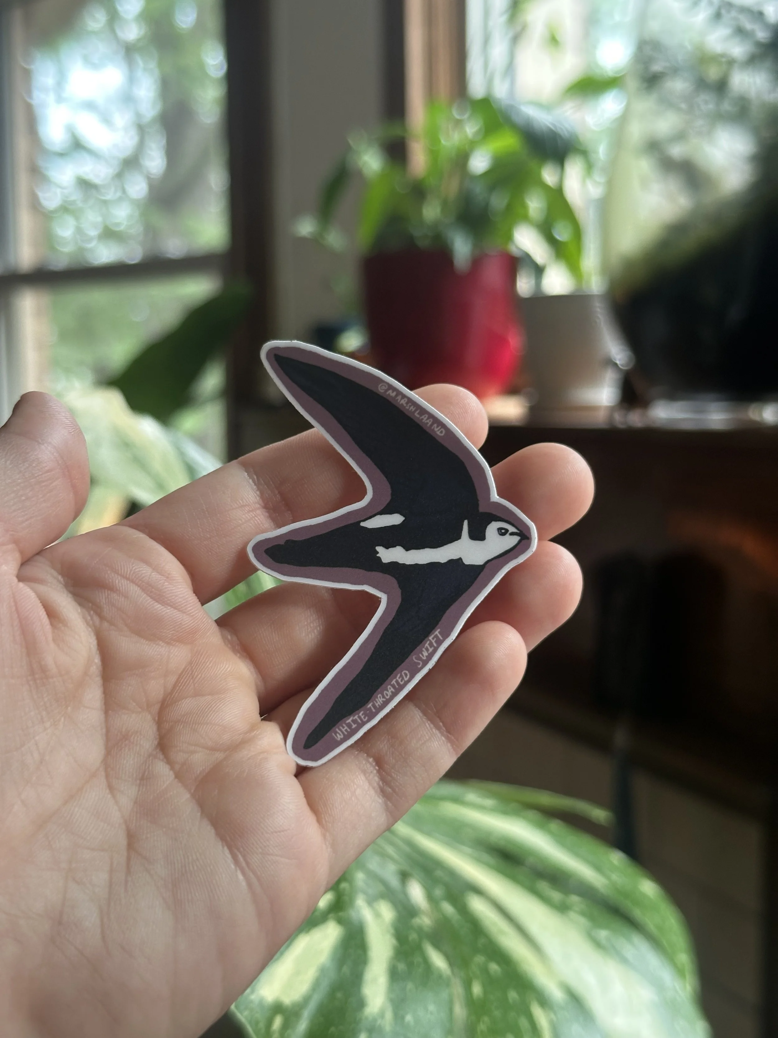 White-throated Swift Sticker