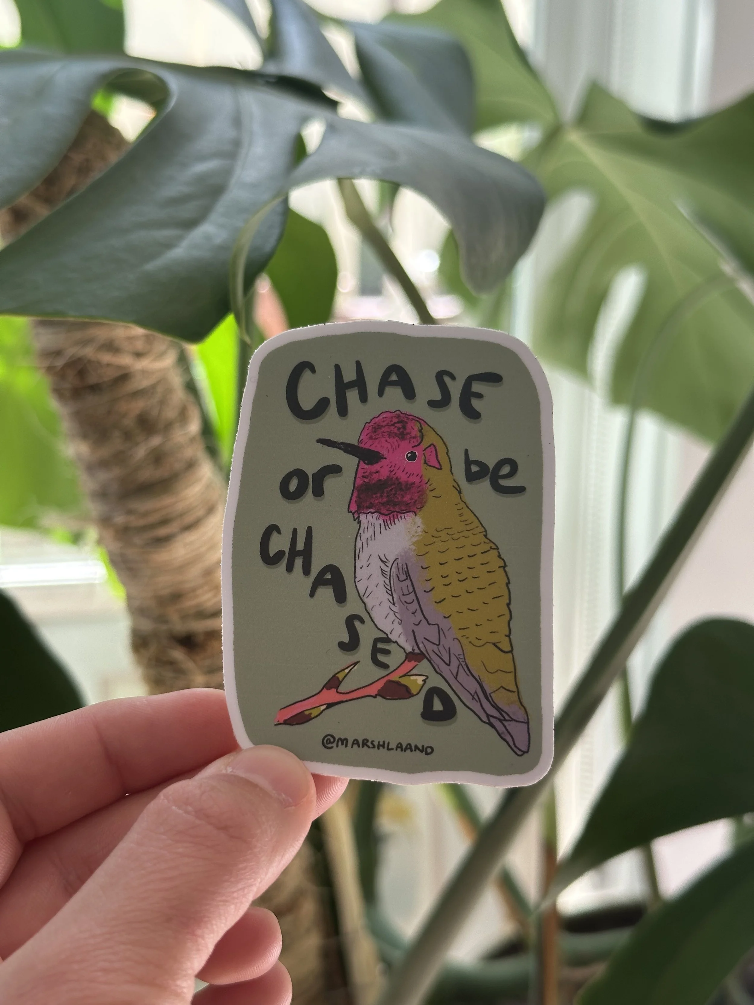 Chase or Be Chased (Anna's Hummingbird)