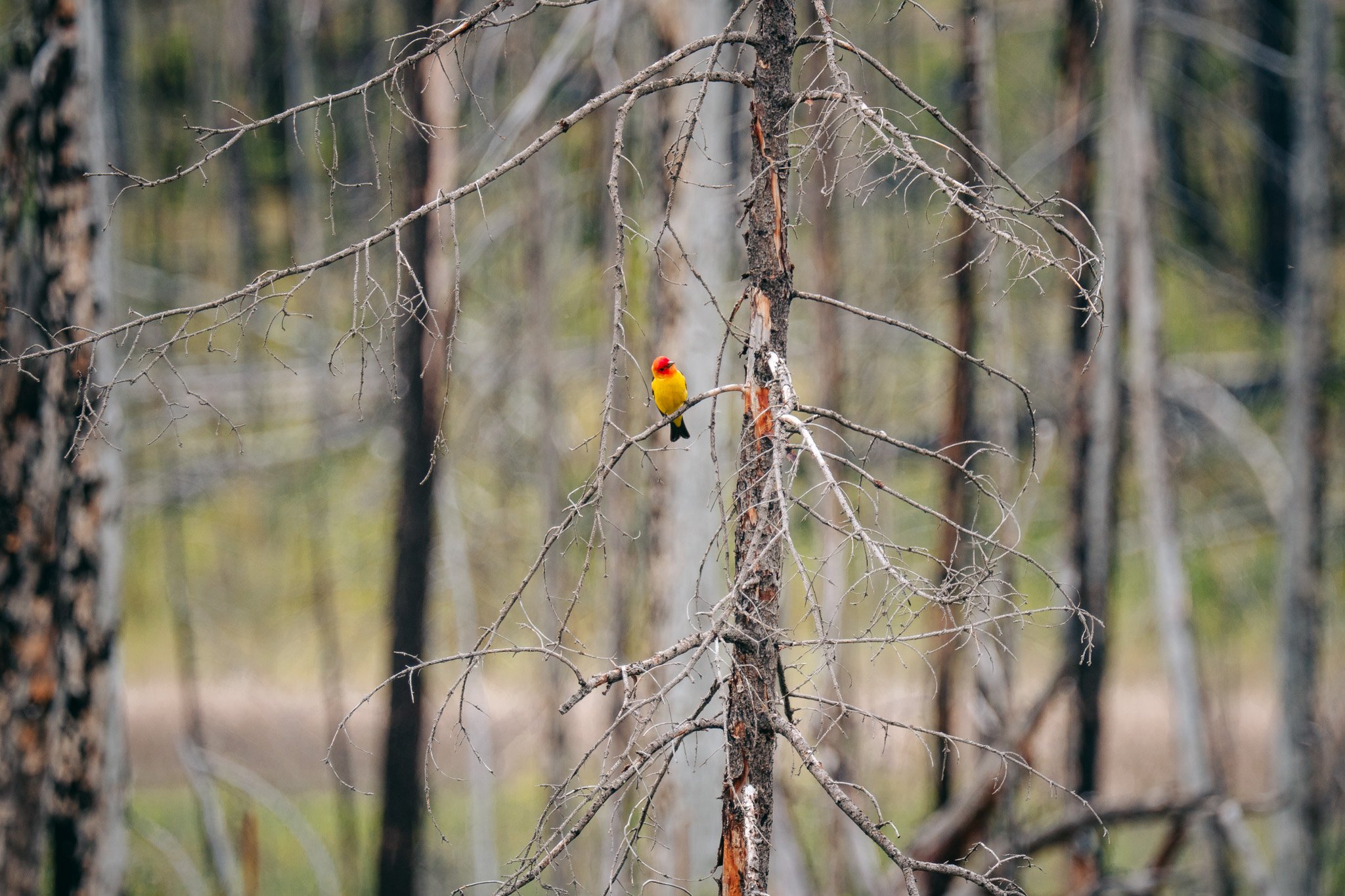_DSC9744.jpg