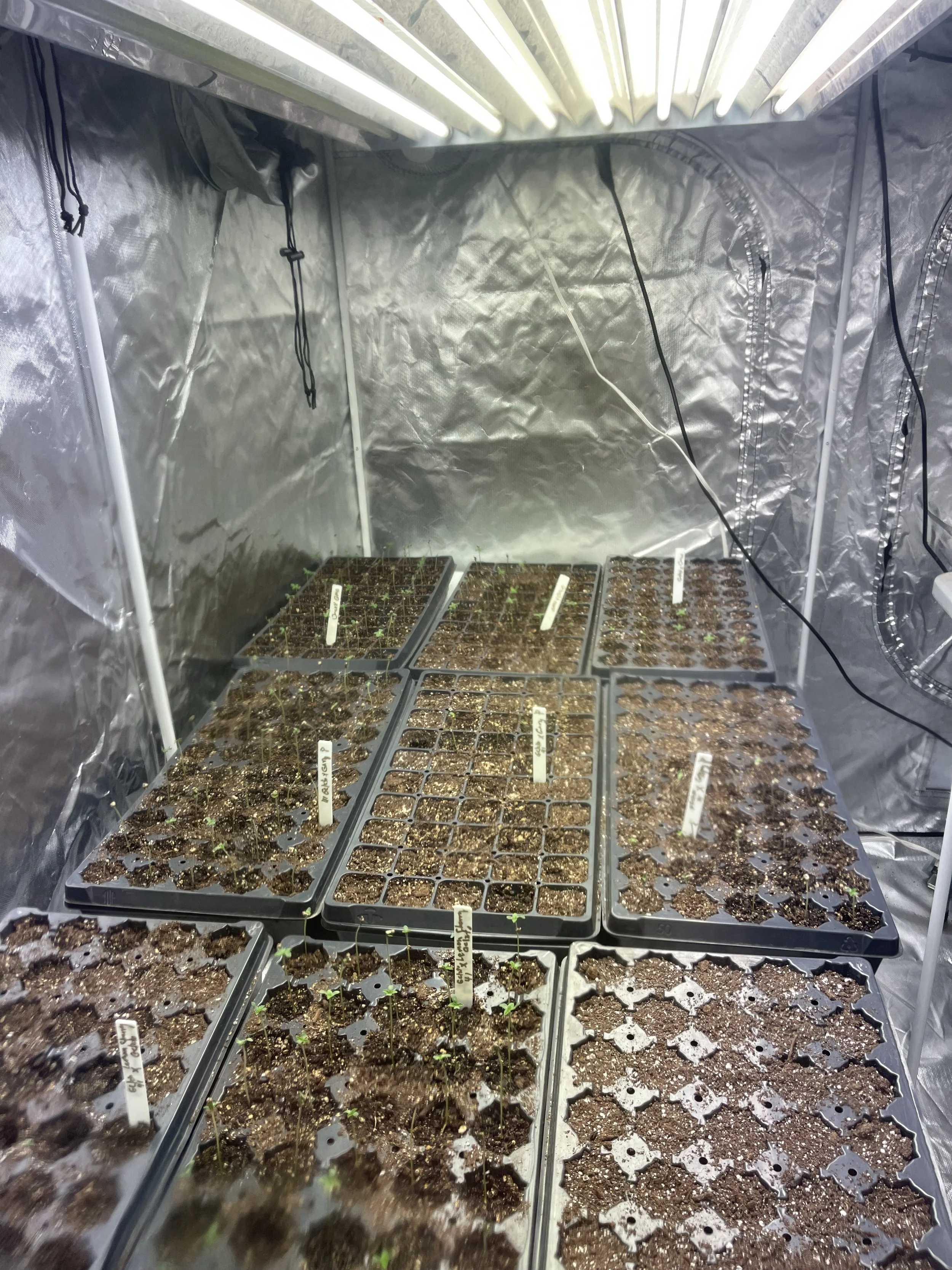 Upstairs Green House Seeds .jpeg