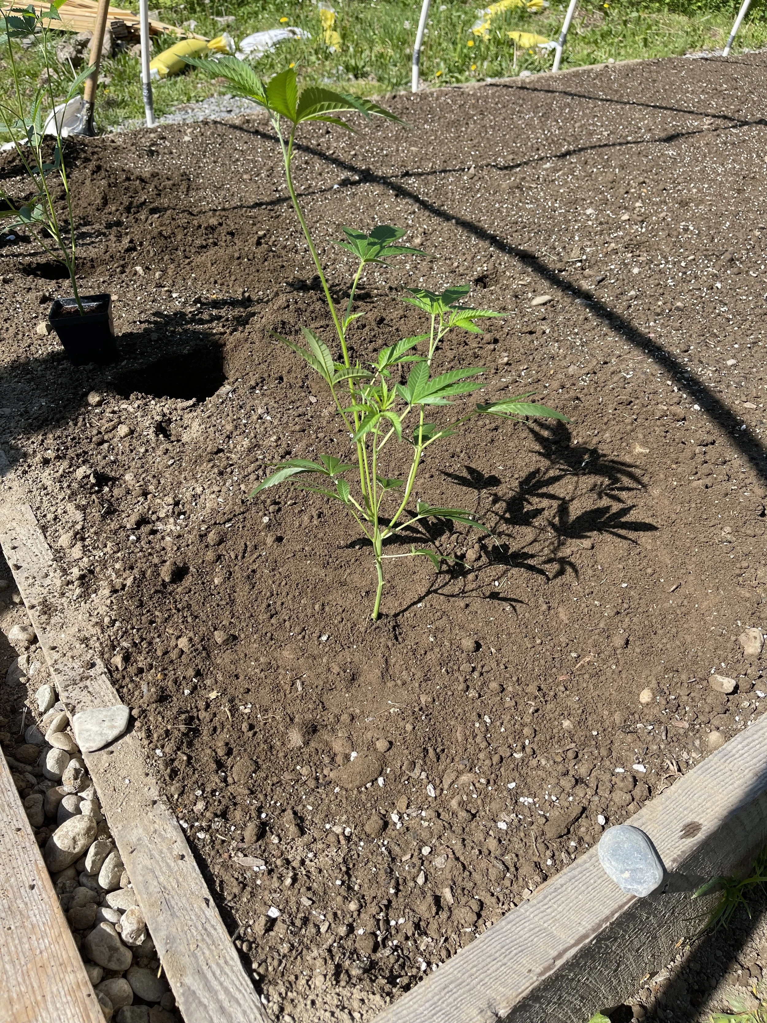 First Lady 2023.jpeg