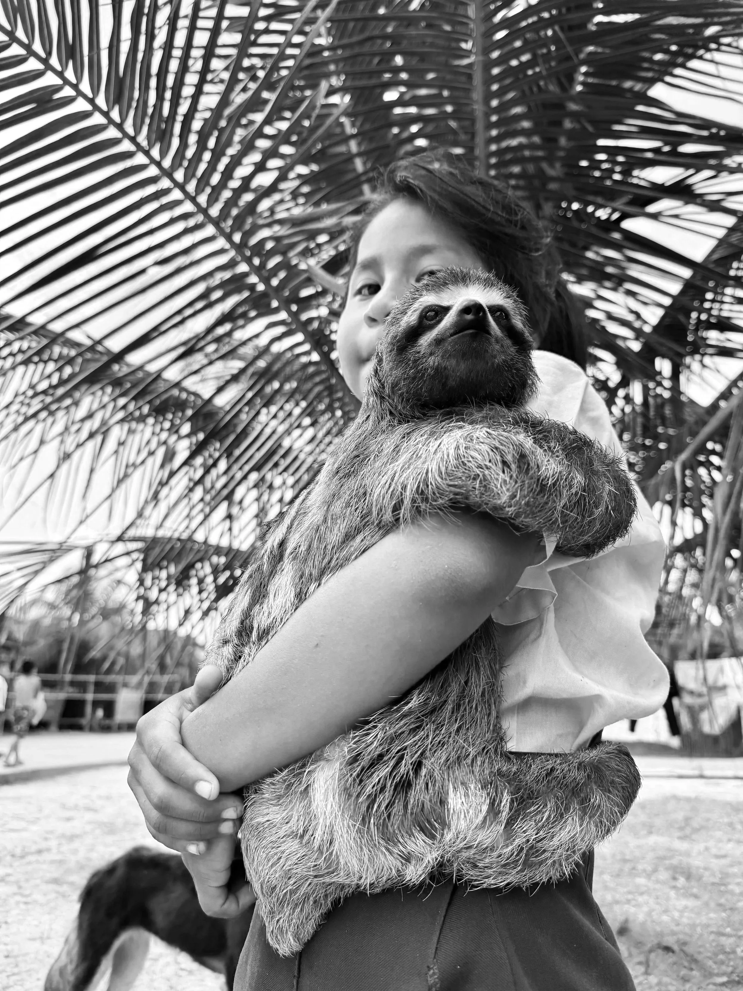 Niña sosteniendo un perezoso de pelaje gris y oscuro en un entorno con palmeras.