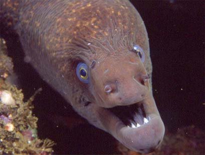 moray.jpg