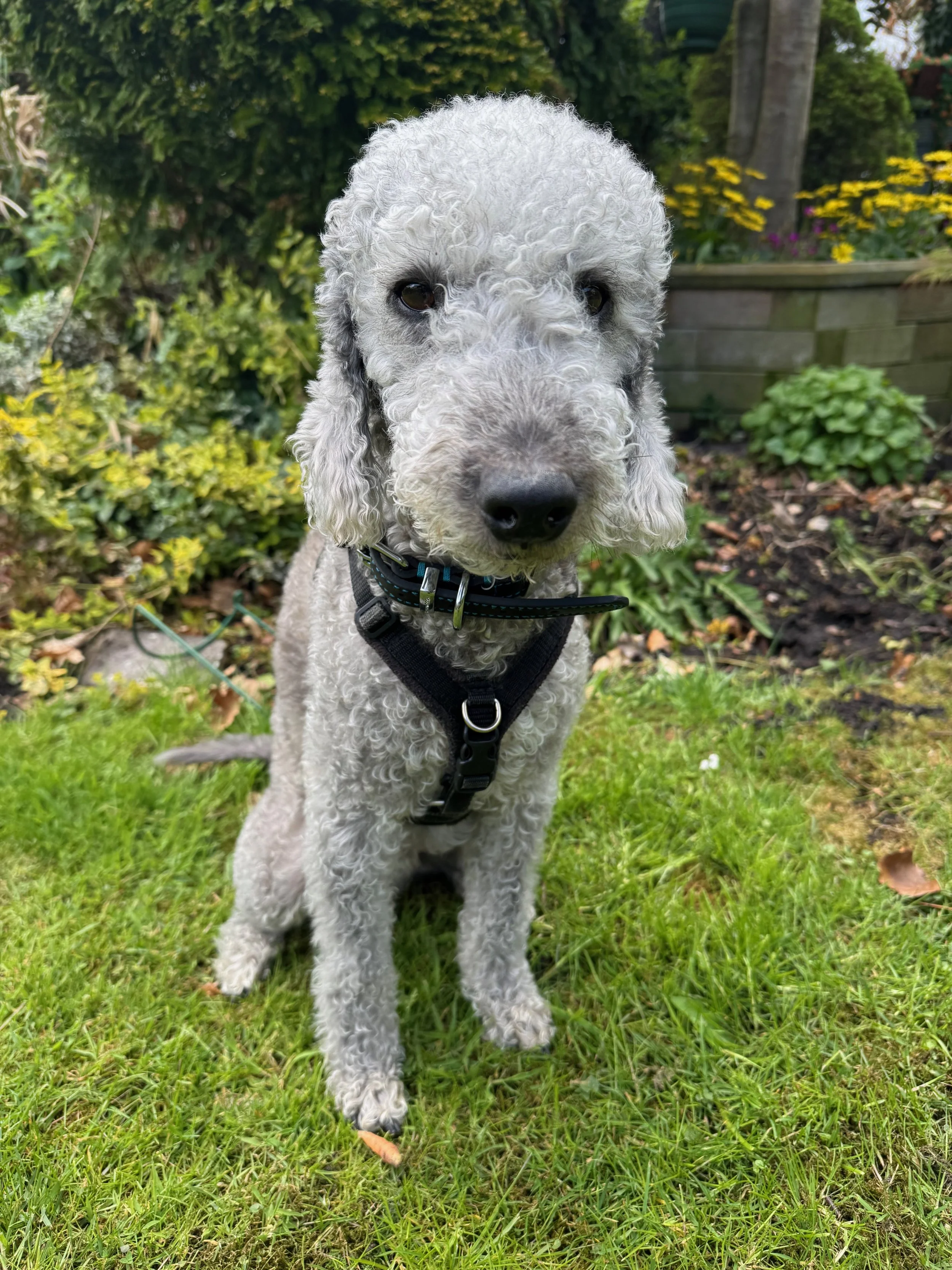 Why Dogs are Truly Paw-some!