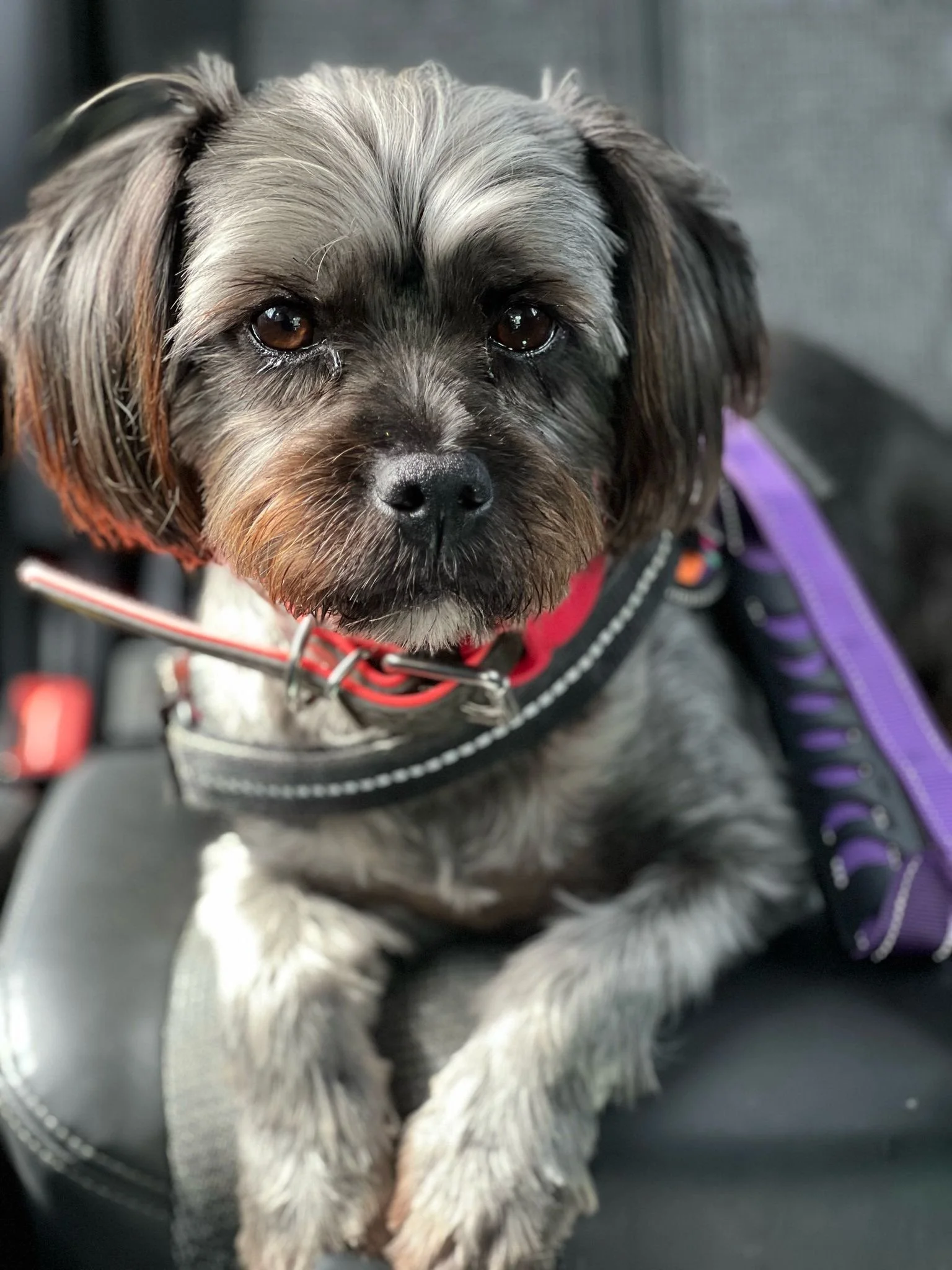 Introducing Ali and Her Team