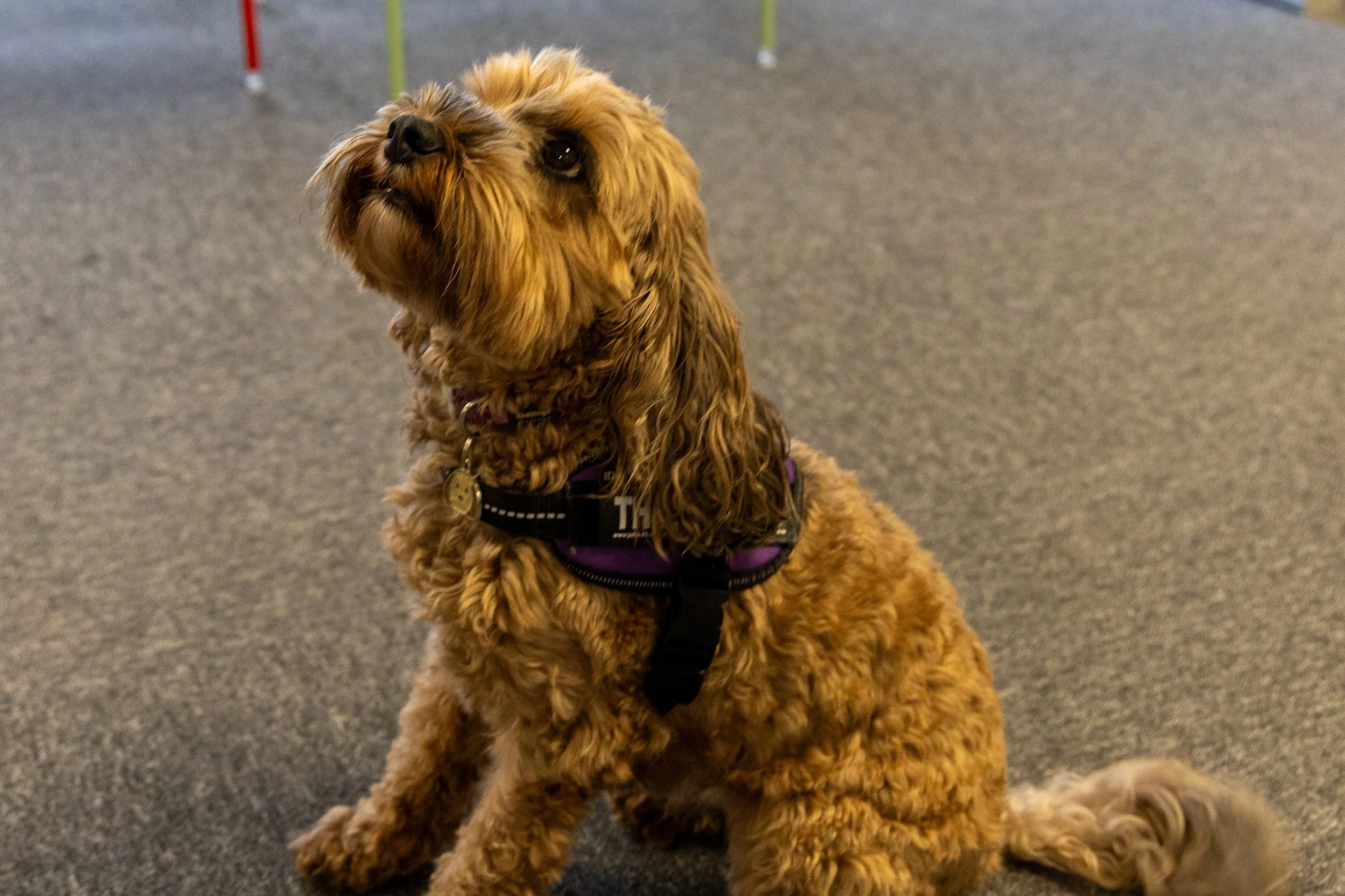 How Therapy Dogs Help Improve School Attendance