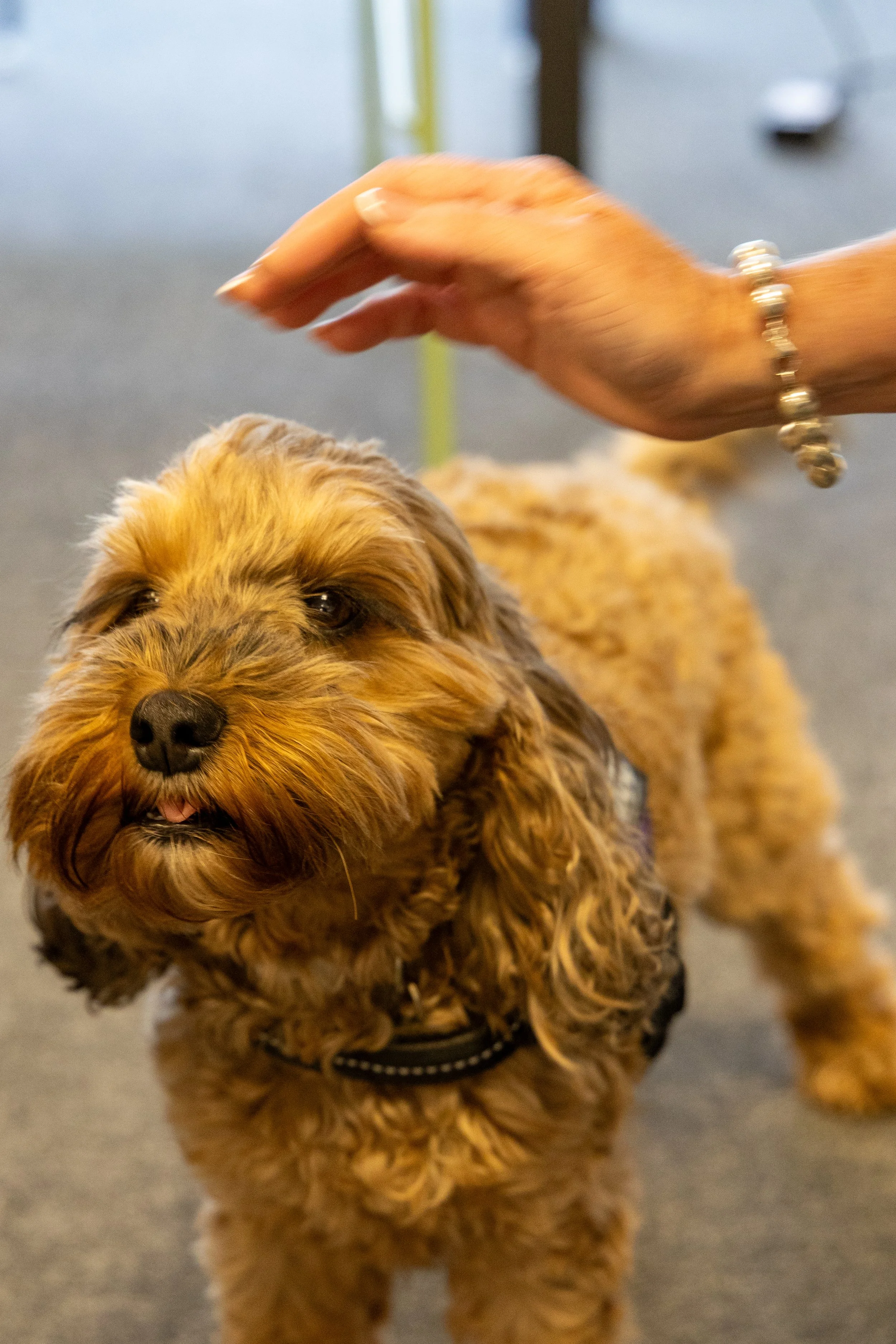 How Therapy Dogs Help Children Develop Social Skills &amp; Friendships