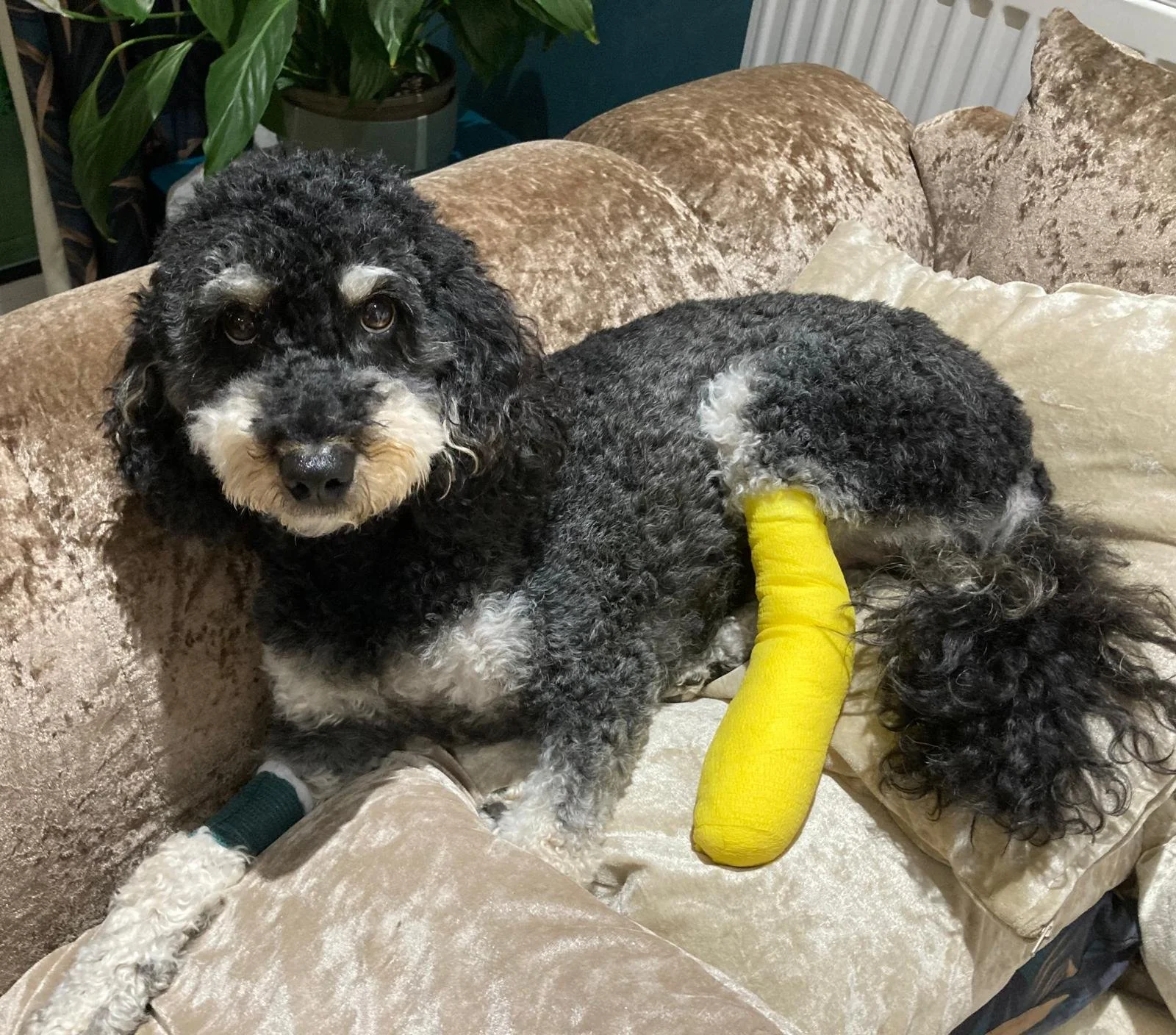 From Celebration to Care: Winning EVAS… and Helping Stella Heal