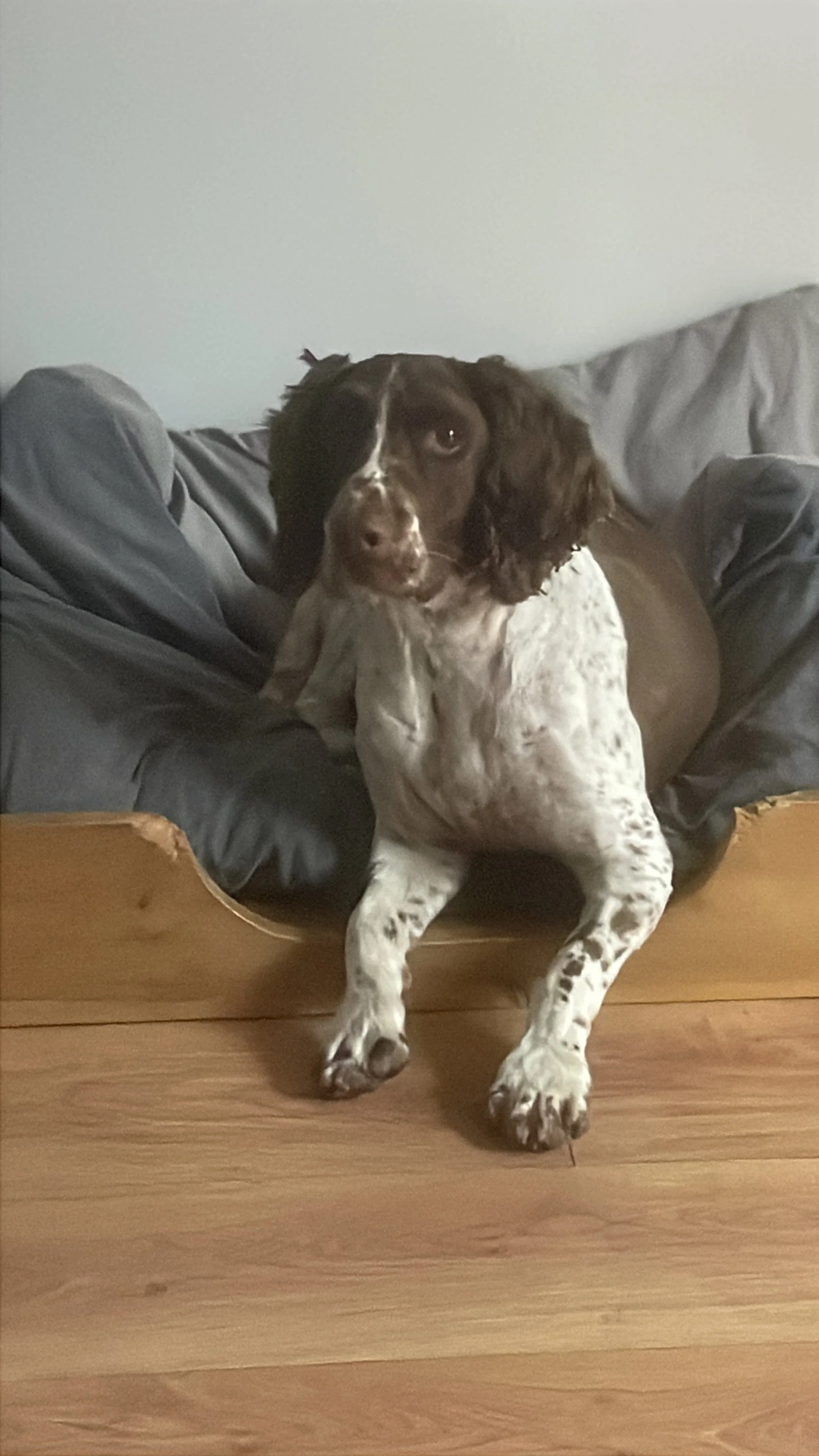 Ellis: The Therapy Dog Who Taught Me to Think Outside the Box