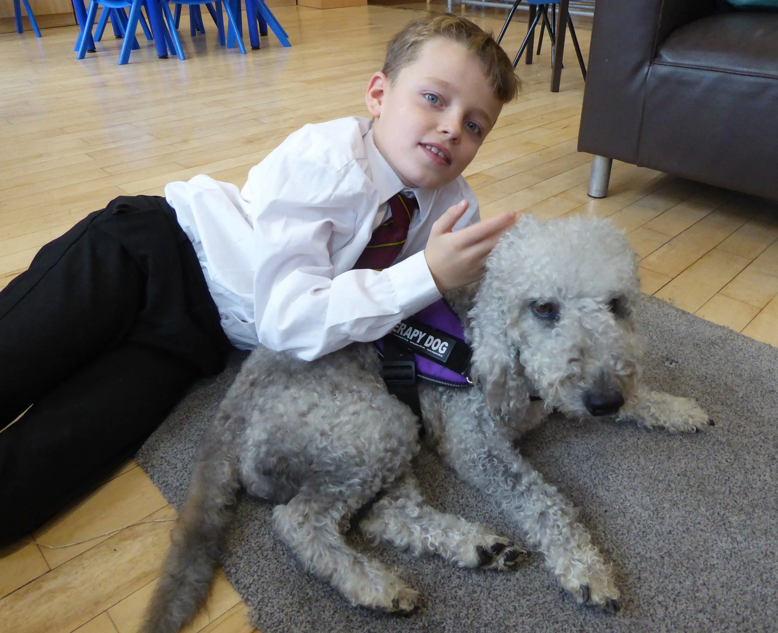 A dog in a harness and leash stands in front of lush green trees, showcasing a peaceful outdoor setting.