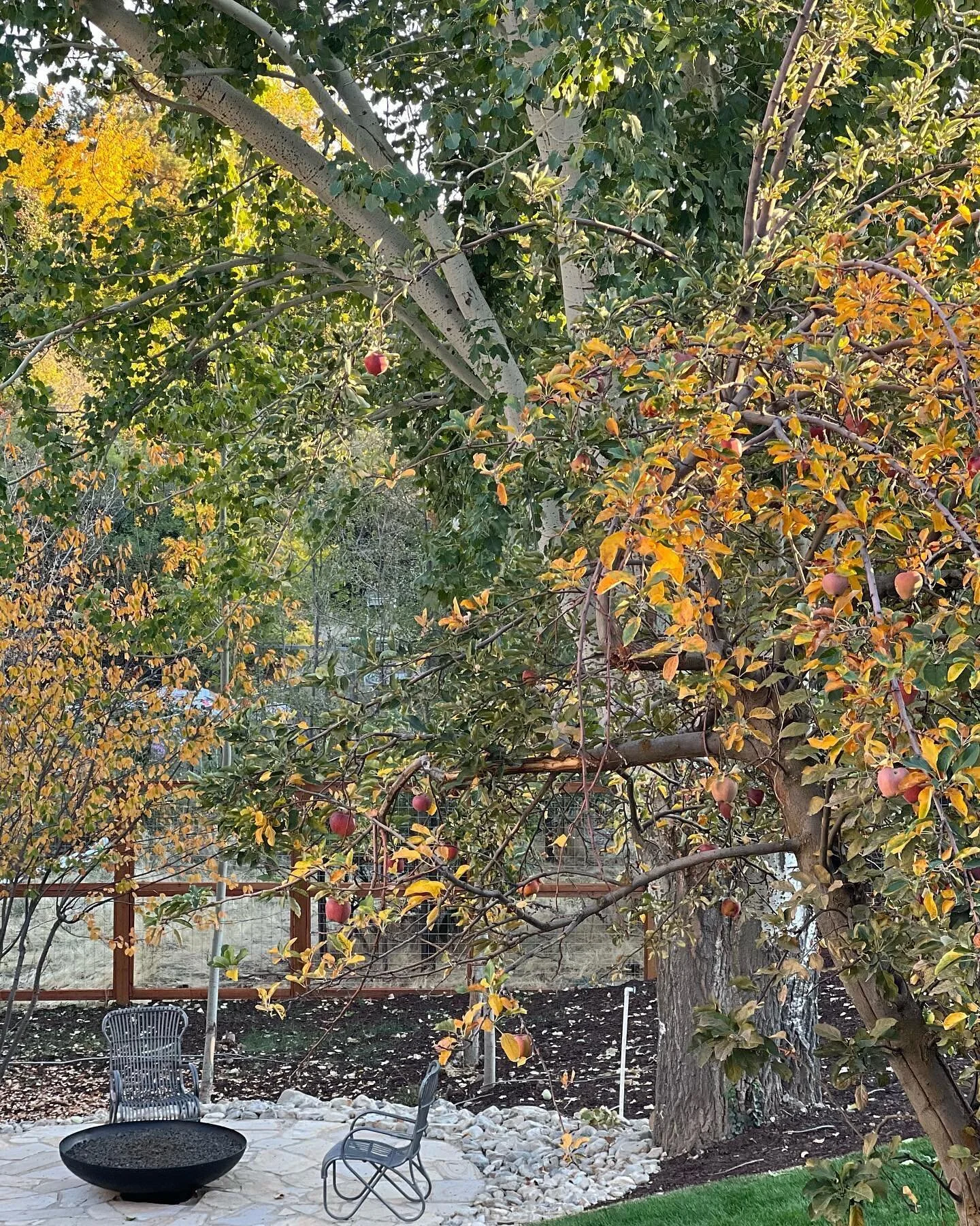 Goldengrove is unleaving. 

Swipe to see the poem I named the home for&mdash;it is &ldquo;Spring and Fall&rdquo; by Gerard Manley Hopkins, and I have loved it since I was small. (I also love that bright red apple hanging so bravely up high in the fir