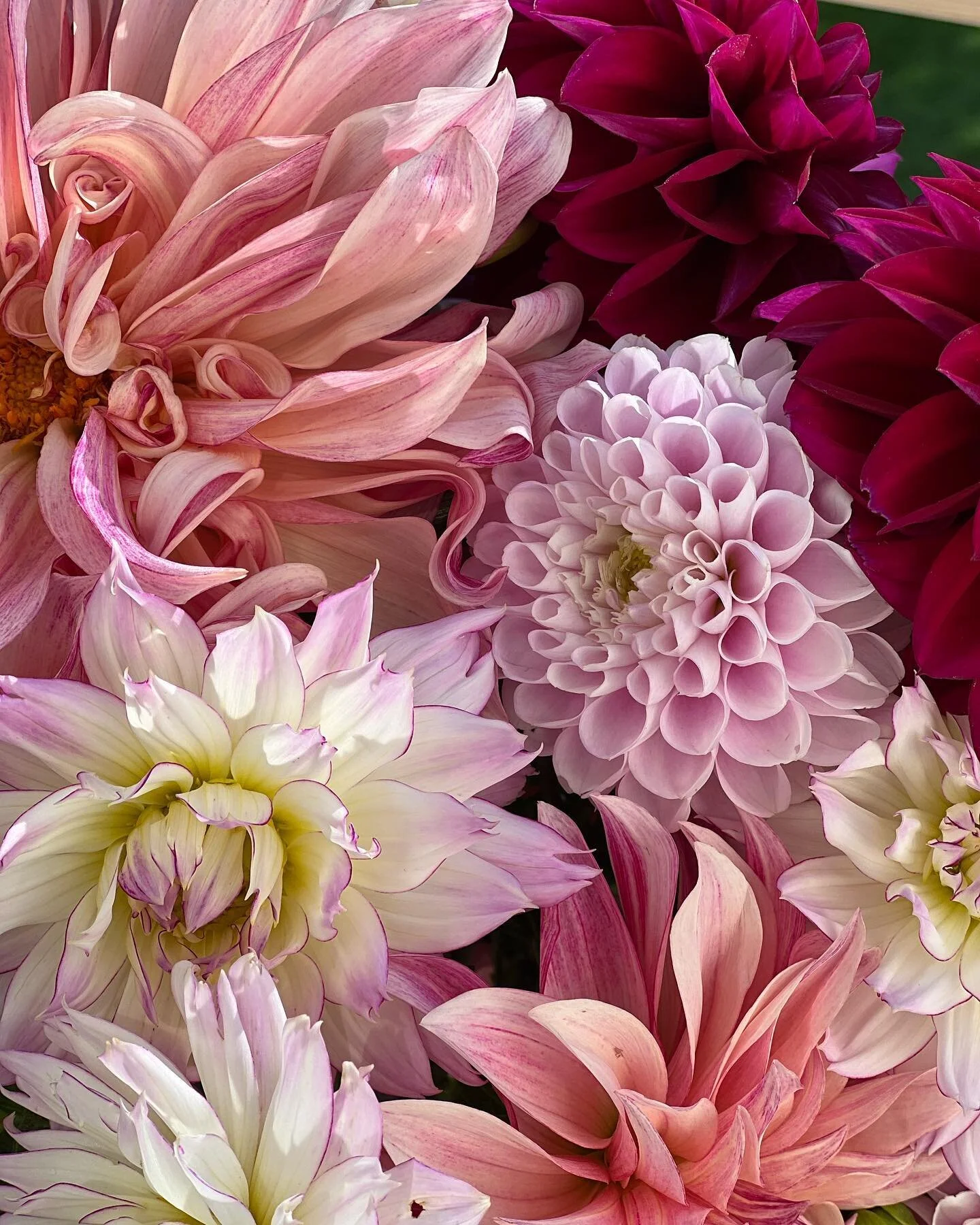 Show. Stopping. The flowers for this week&rsquo;s retreat by @the.garden.muse are out of this world. (She grows these dahlias herself!) What a gift to have these in our home for our guests. #nofilter