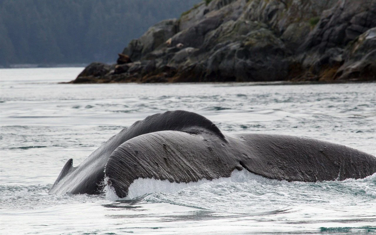 Best Time for Whale Watching in Alaska Cruises