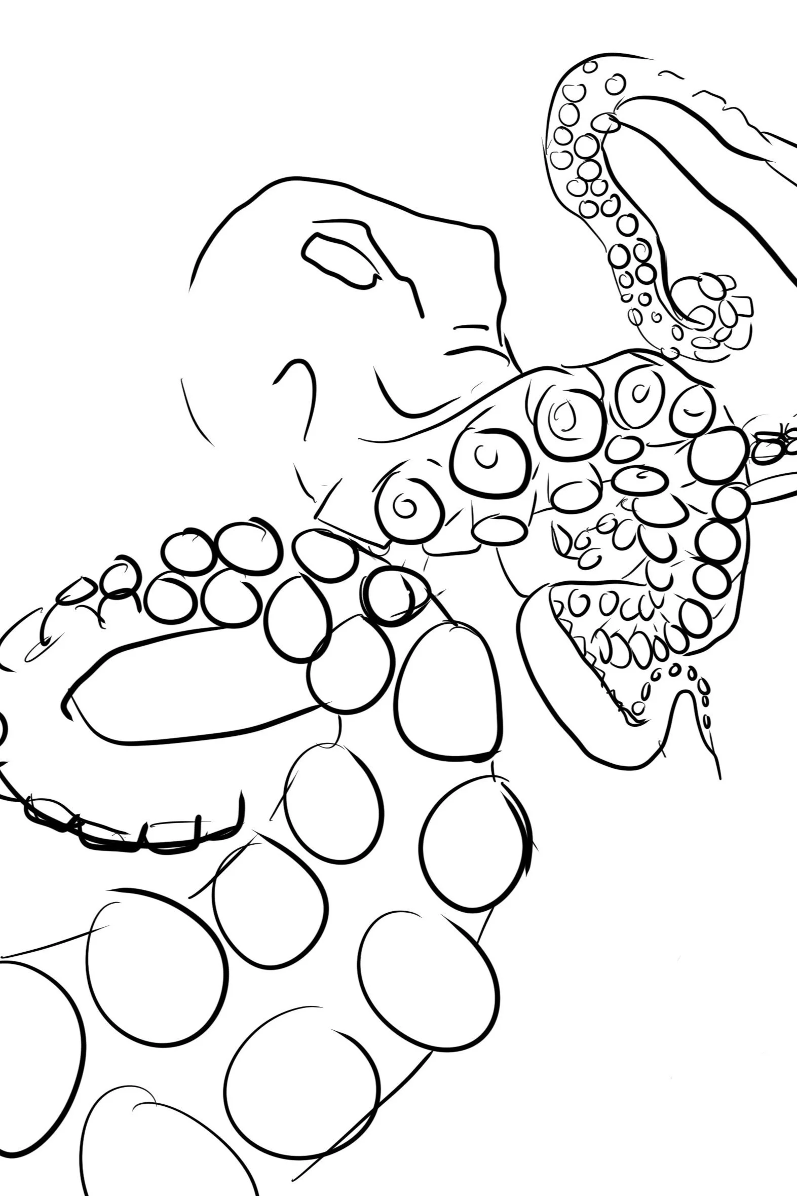 octo1.jpg