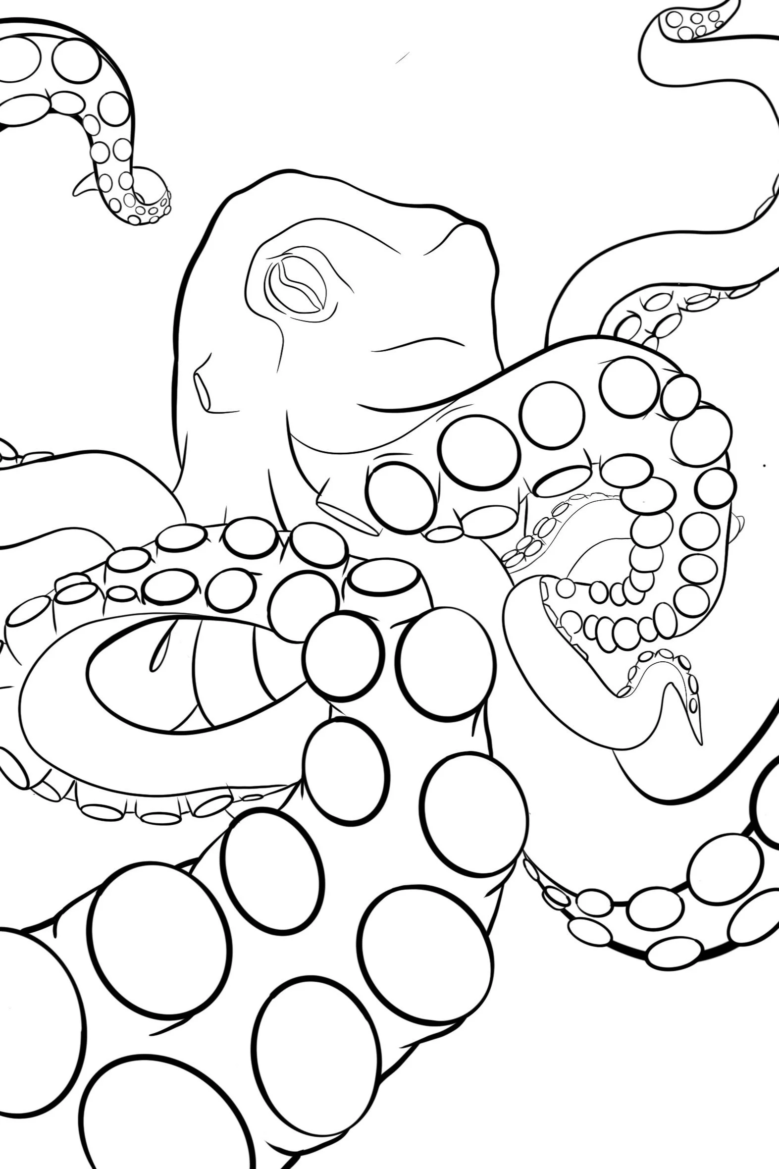 octo3.jpg