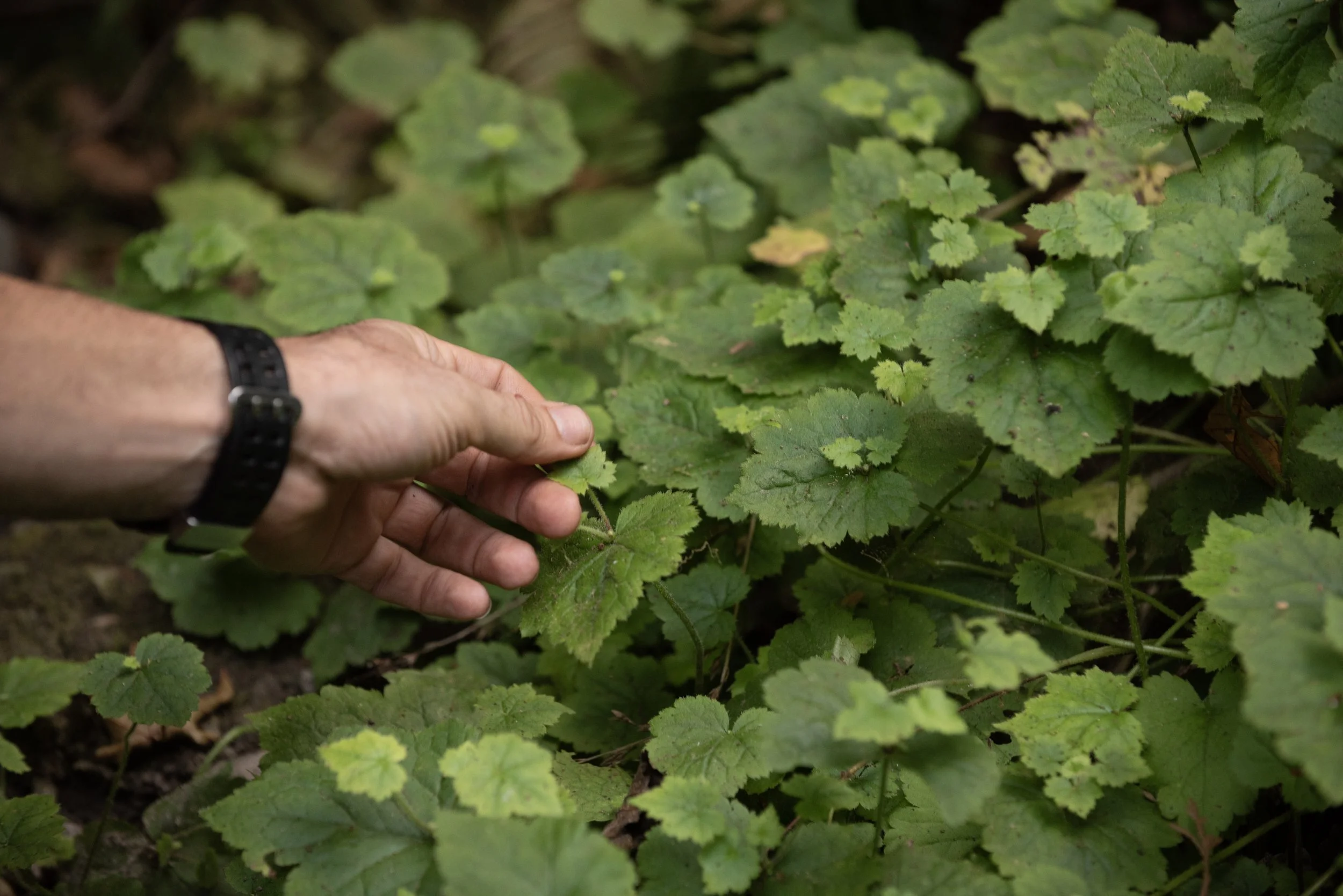 Wilderness Walk: Families and young ones