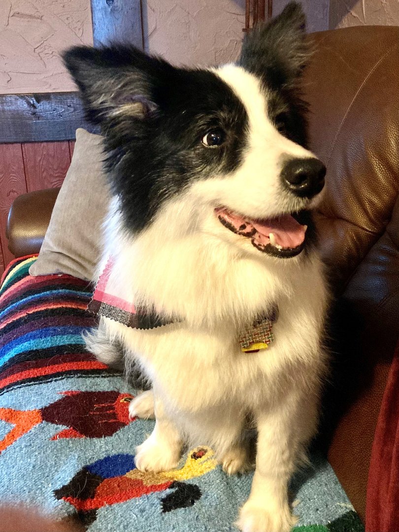 Border collie puppy on a couch