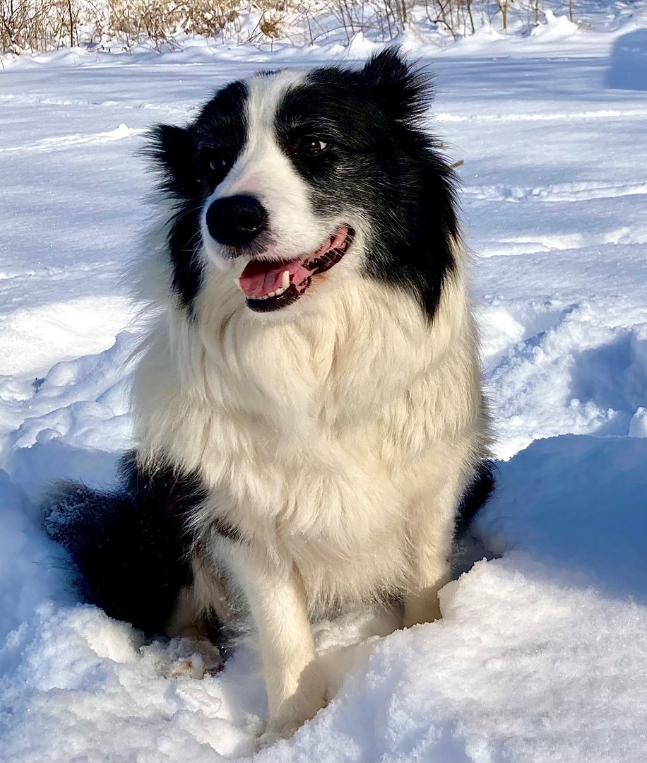 Border collie in the snow