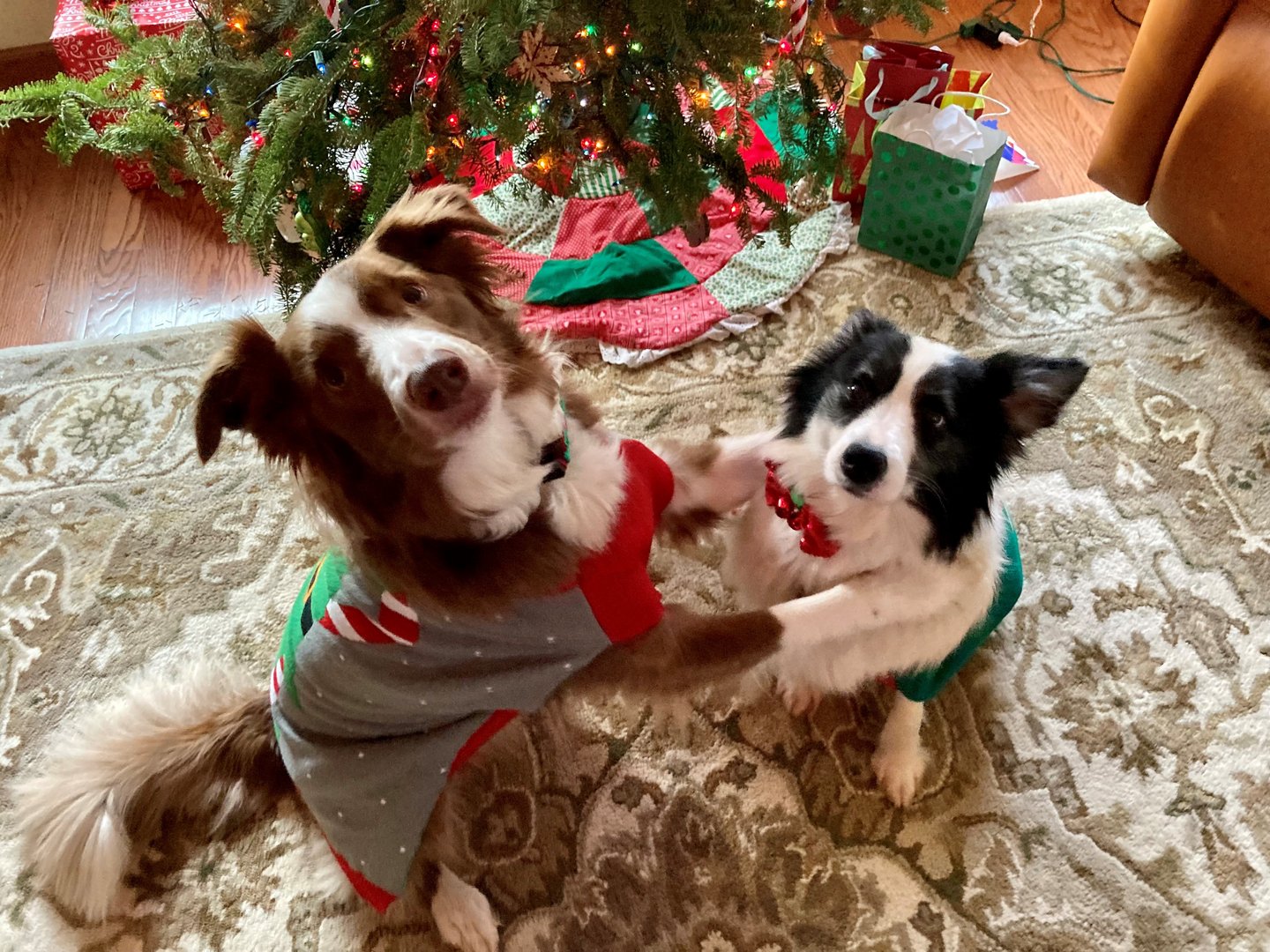 Two border collies in front of a christmas tree wearing christmas gear