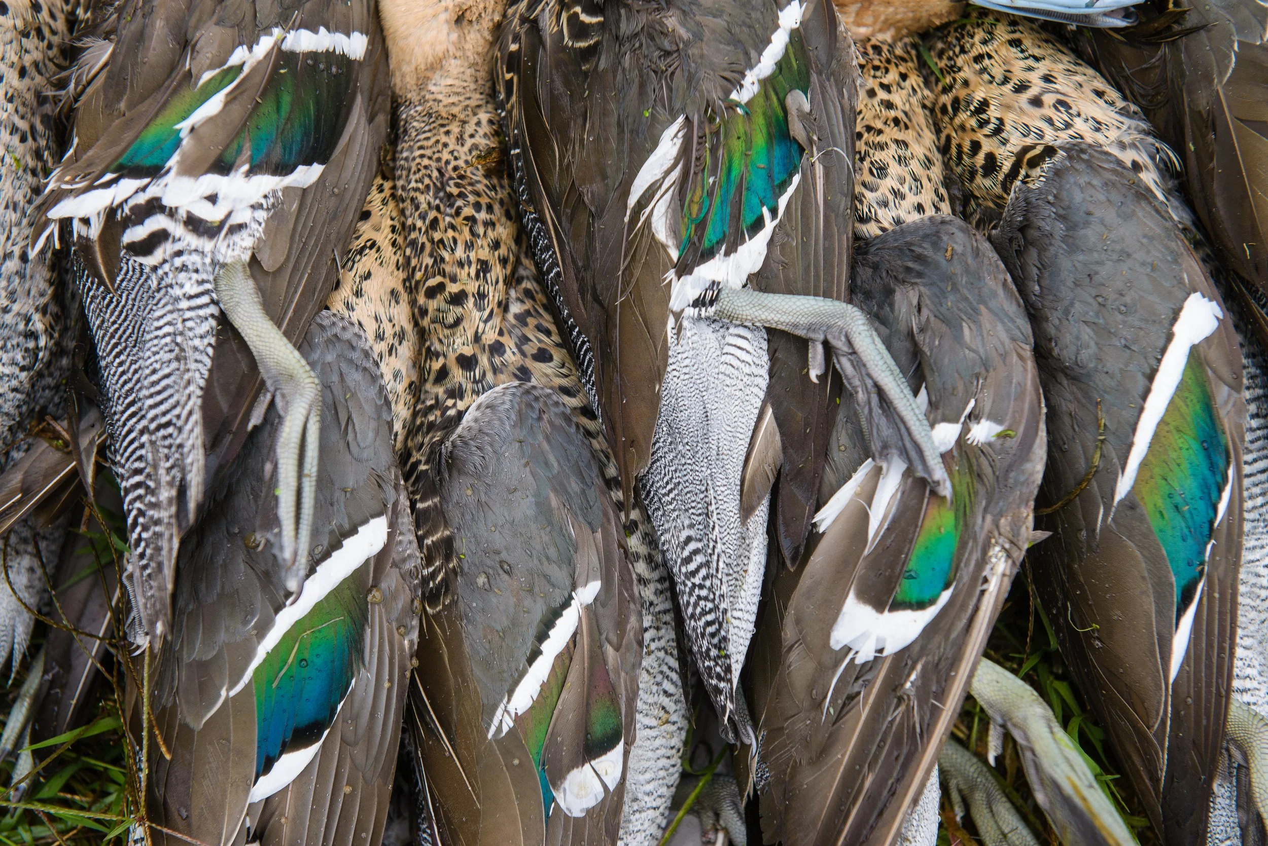 Argentina Ducks 2.jpeg