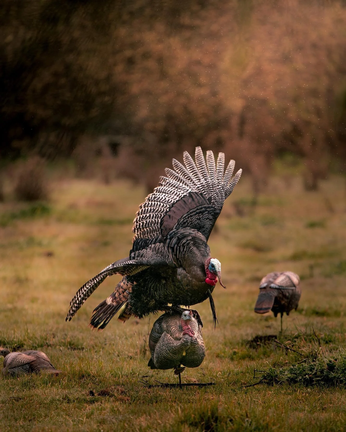 Oakstone Turkey 4.jpeg