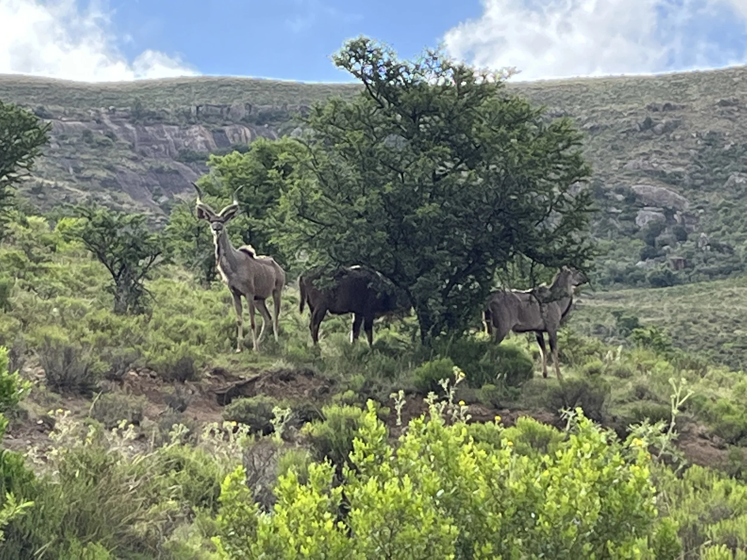 IMG_1559.jpeg