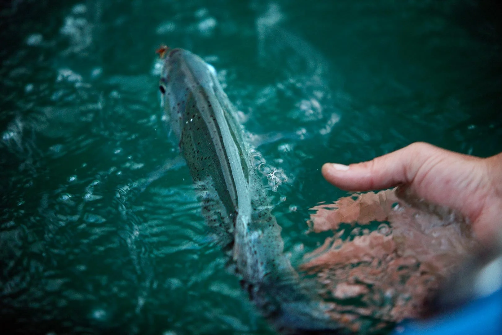 Futa_Fishing_2.jpeg