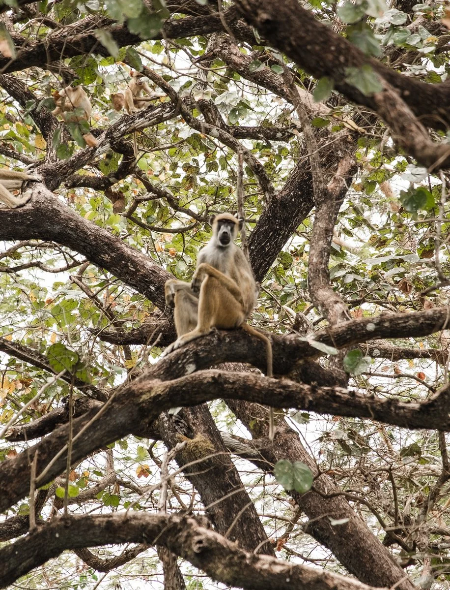 TANZANIAN TIGERS. 21.jpeg