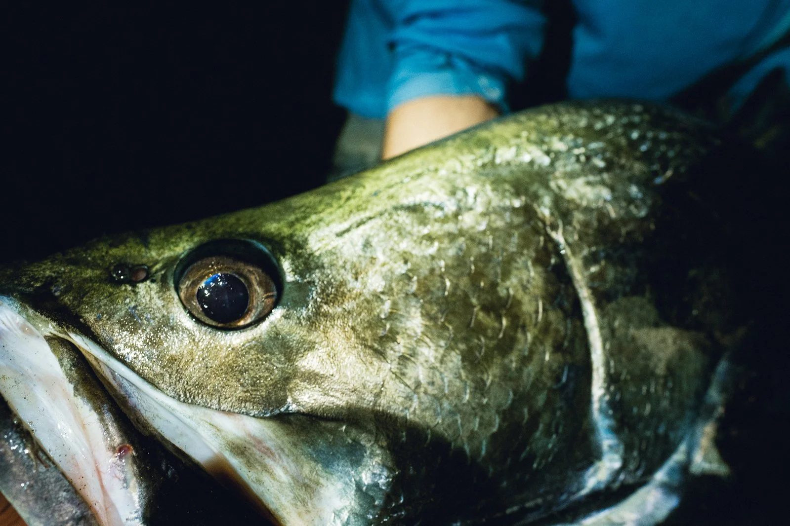 CAMEROON NILE PERCH 42.jpeg