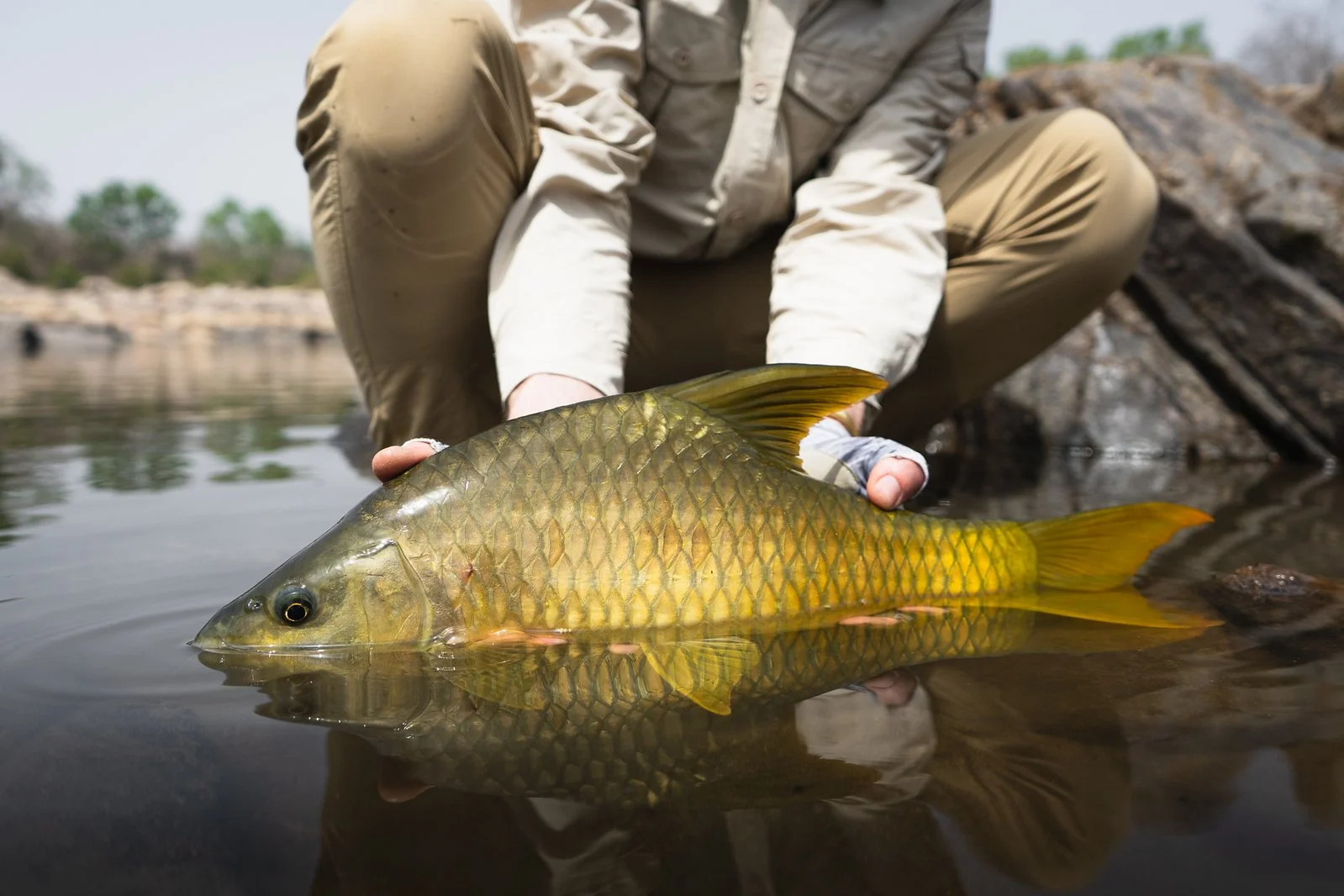 CAMEROON NILE PERCH 36.jpeg