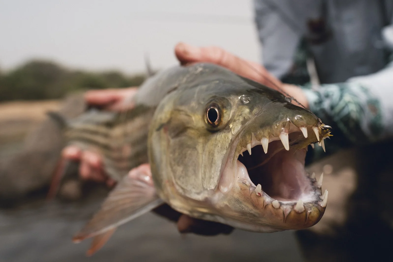 CAMEROON NILE PERCH 30.jpeg
